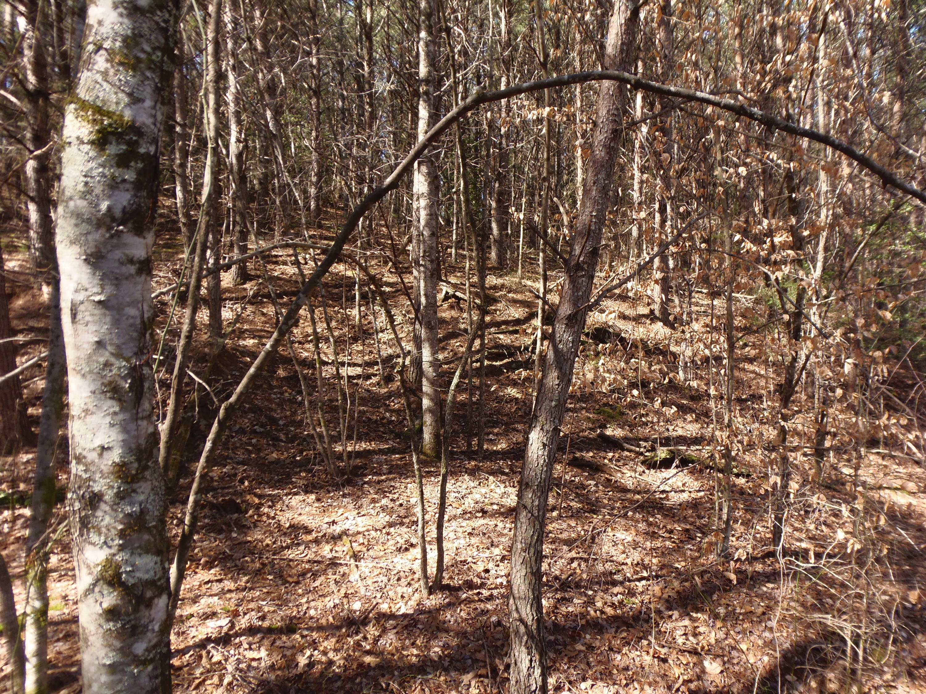 Reliance Road Tellico Plains, TN 37385 - Photo 11 of 22 P3030333