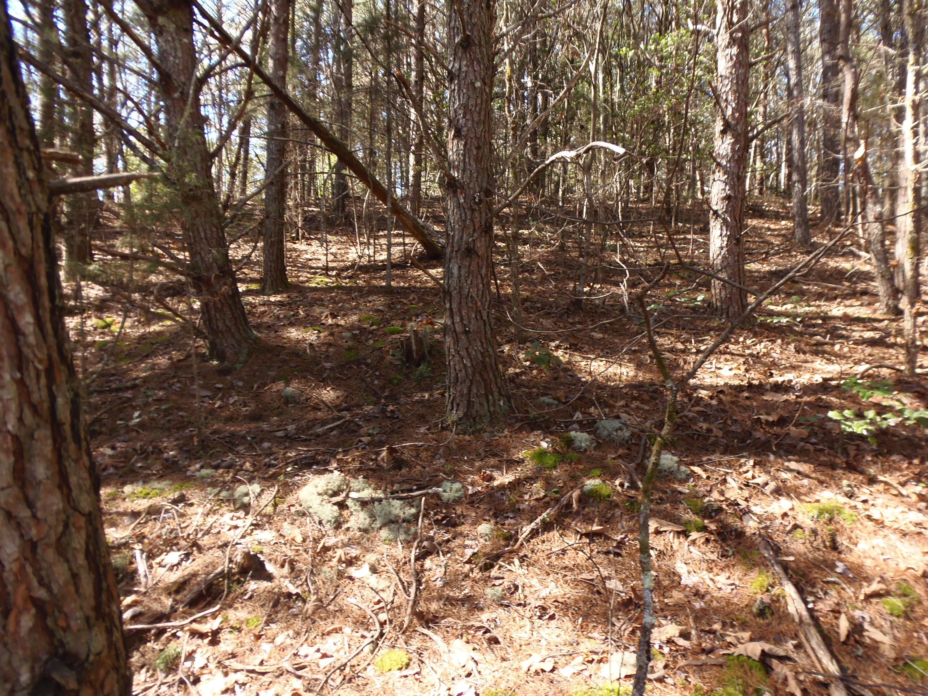 Reliance Road Tellico Plains, TN 37385 - Photo 12 of 22 P3030334
