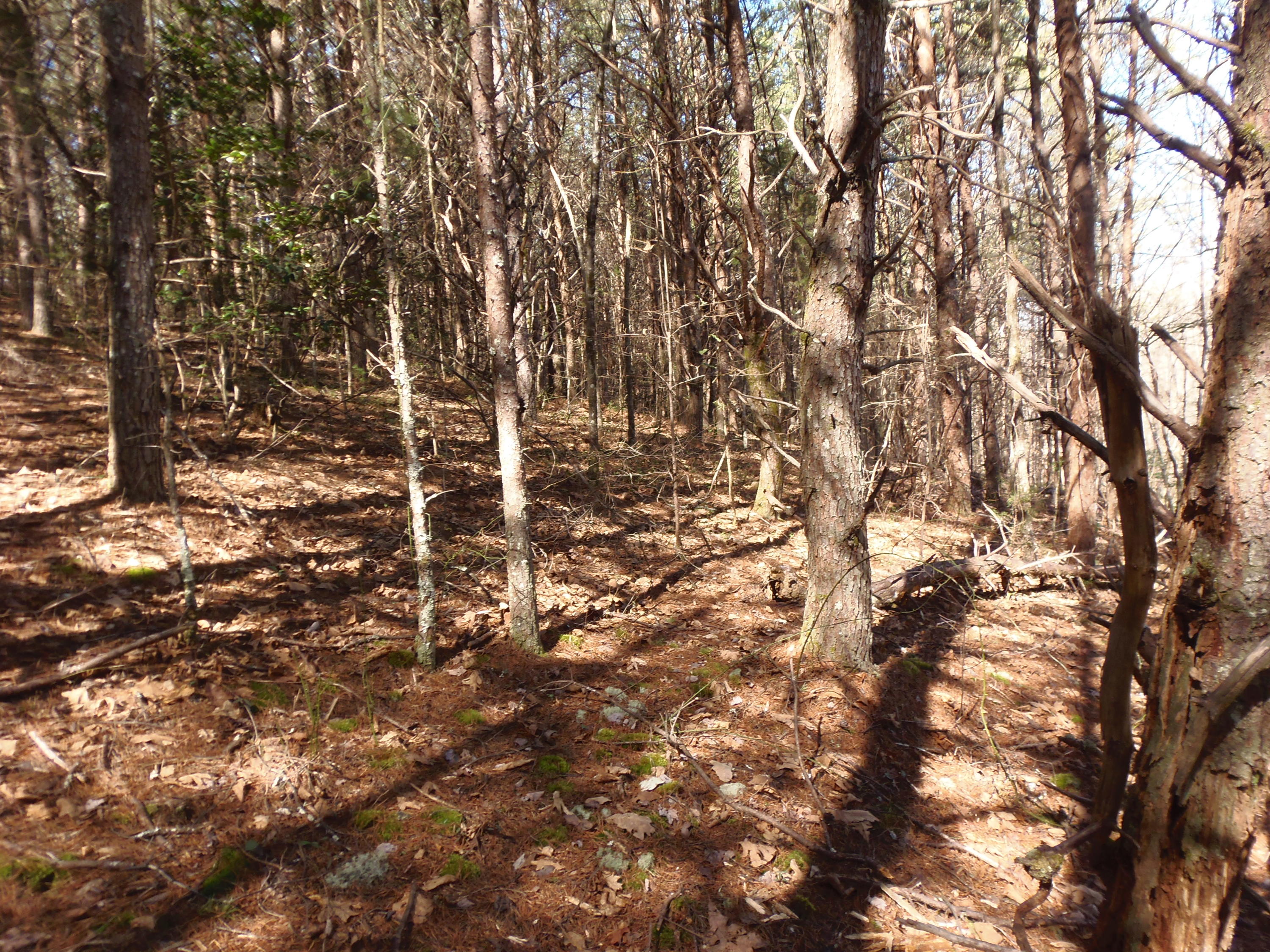 Reliance Road Tellico Plains, TN 37385 - Photo 13 of 22 P3030335