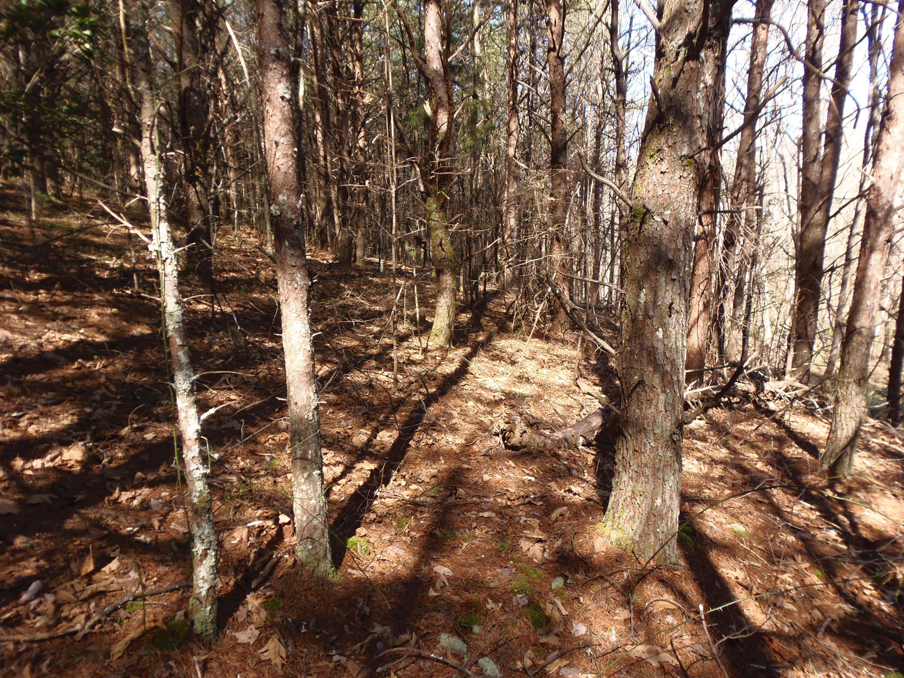 Reliance Road Tellico Plains, TN 37385 - Photo 15 of 22 P3030337