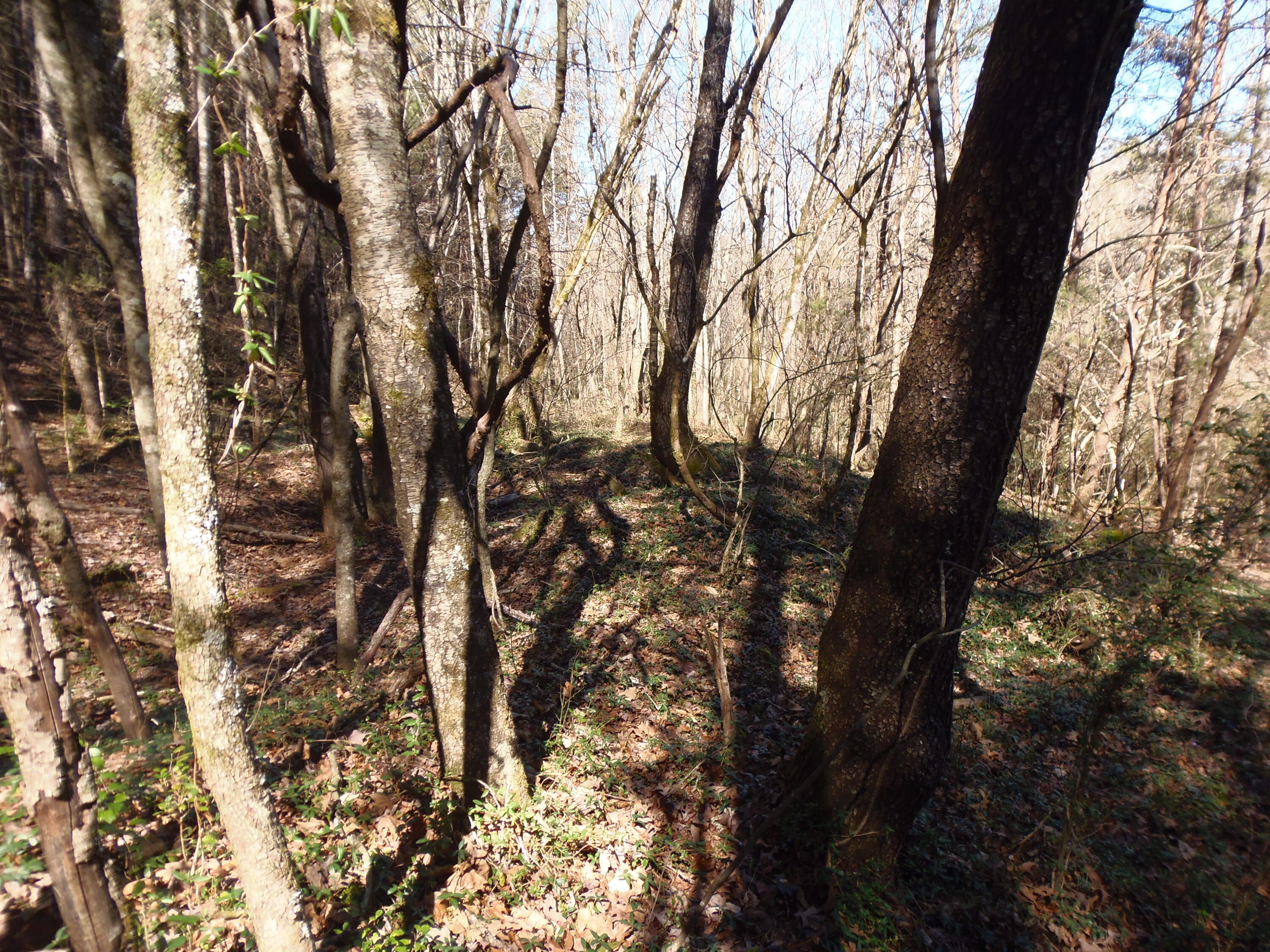 Reliance Road Tellico Plains, TN 37385 - Photo 16 of 22 P3030338