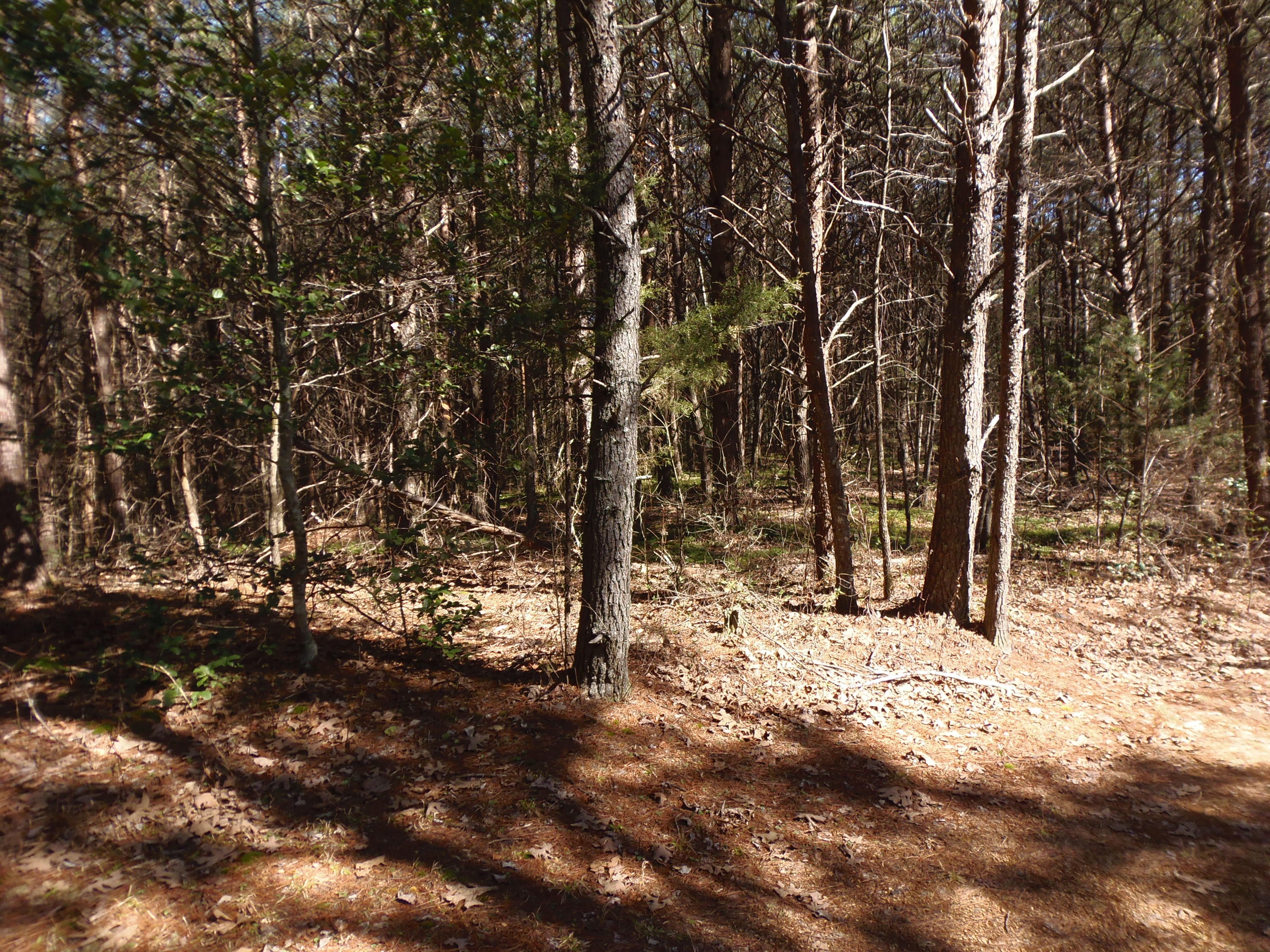 Reliance Road Tellico Plains, TN 37385 - Photo 19 of 22 P3030344