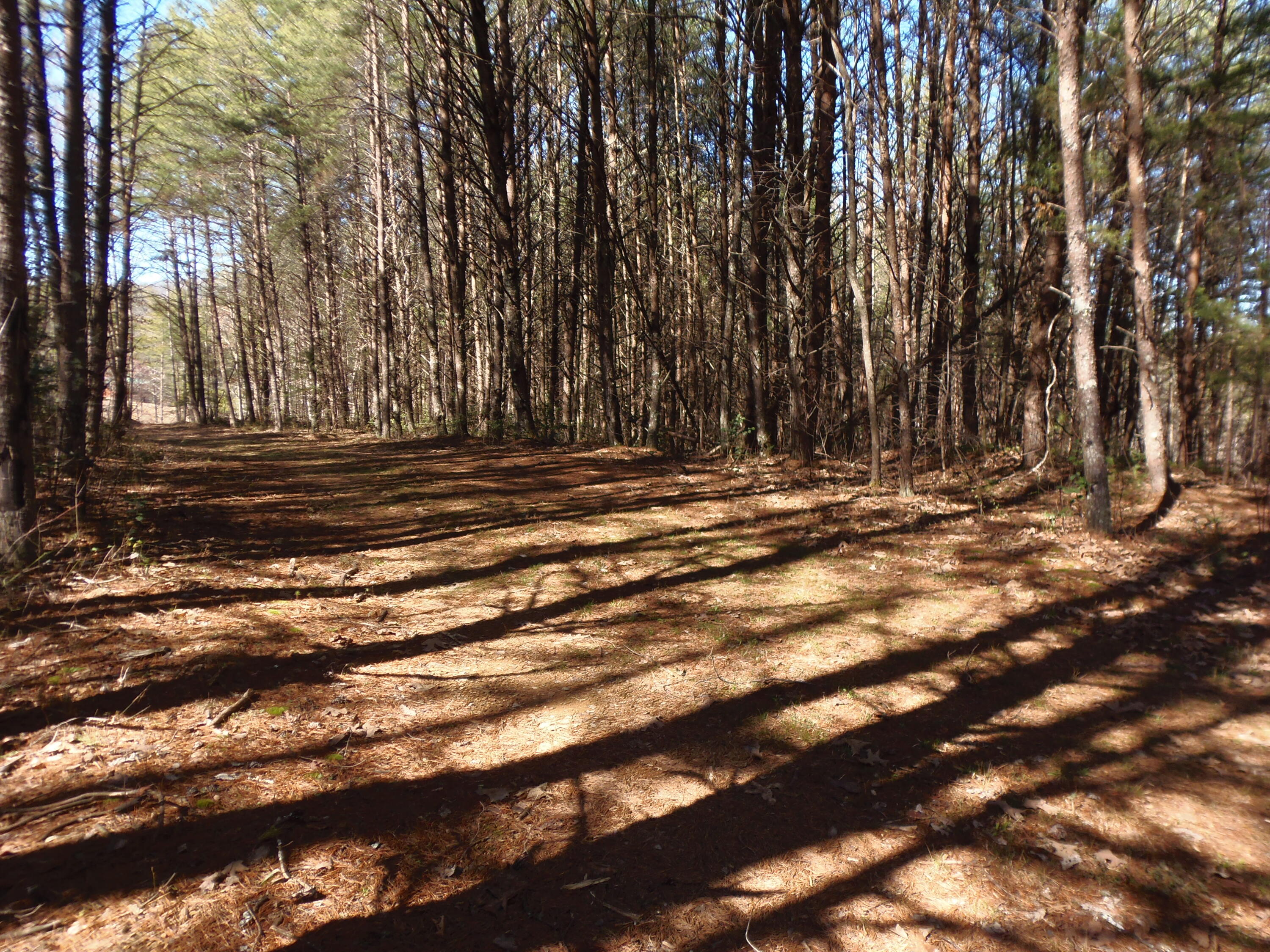 Reliance Road Tellico Plains, TN 37385 - Photo 20 of 22 upper road cut in