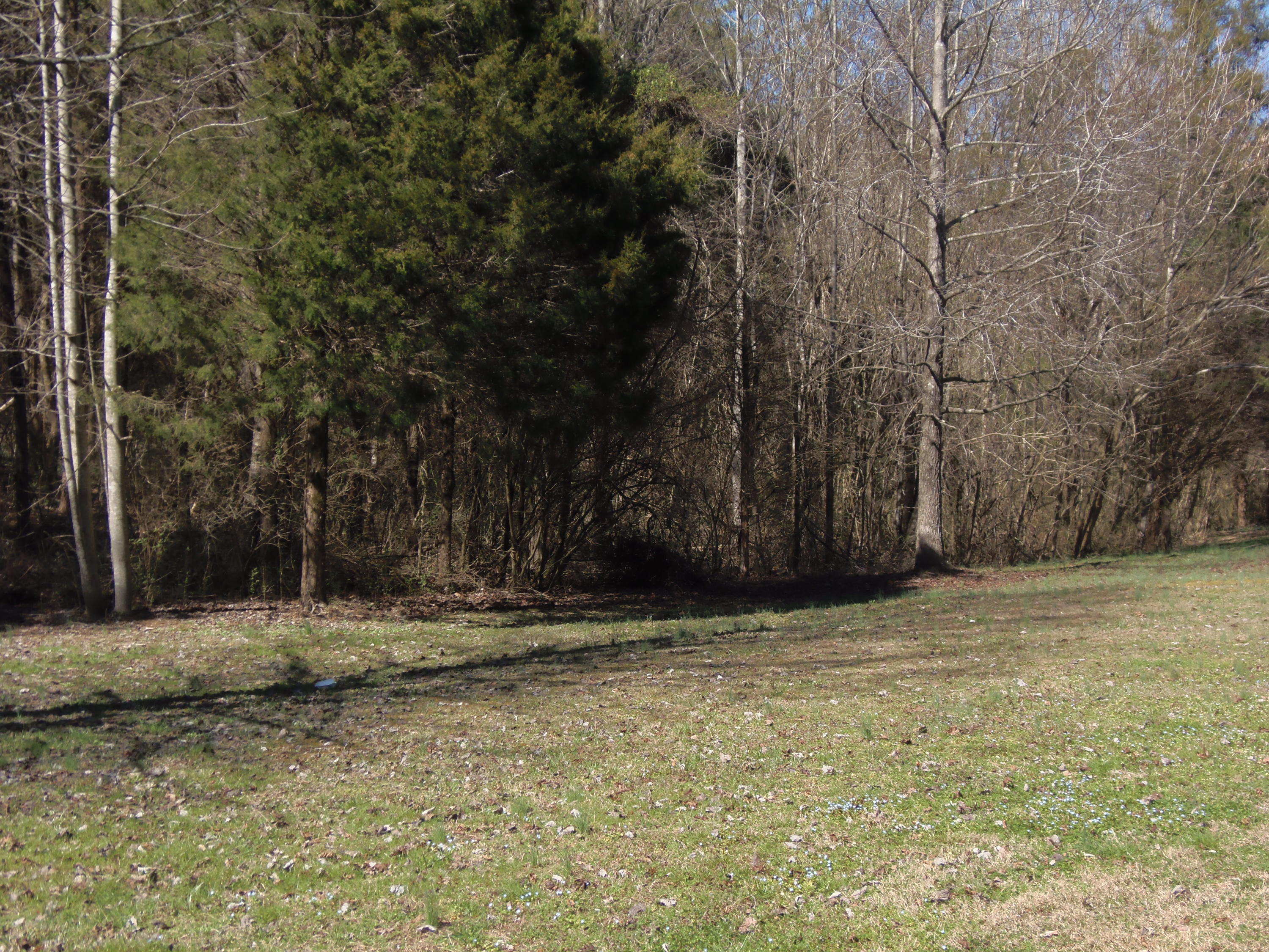 Reliance Road Tellico Plains, TN 37385 - Photo 3 of 22 P3030323