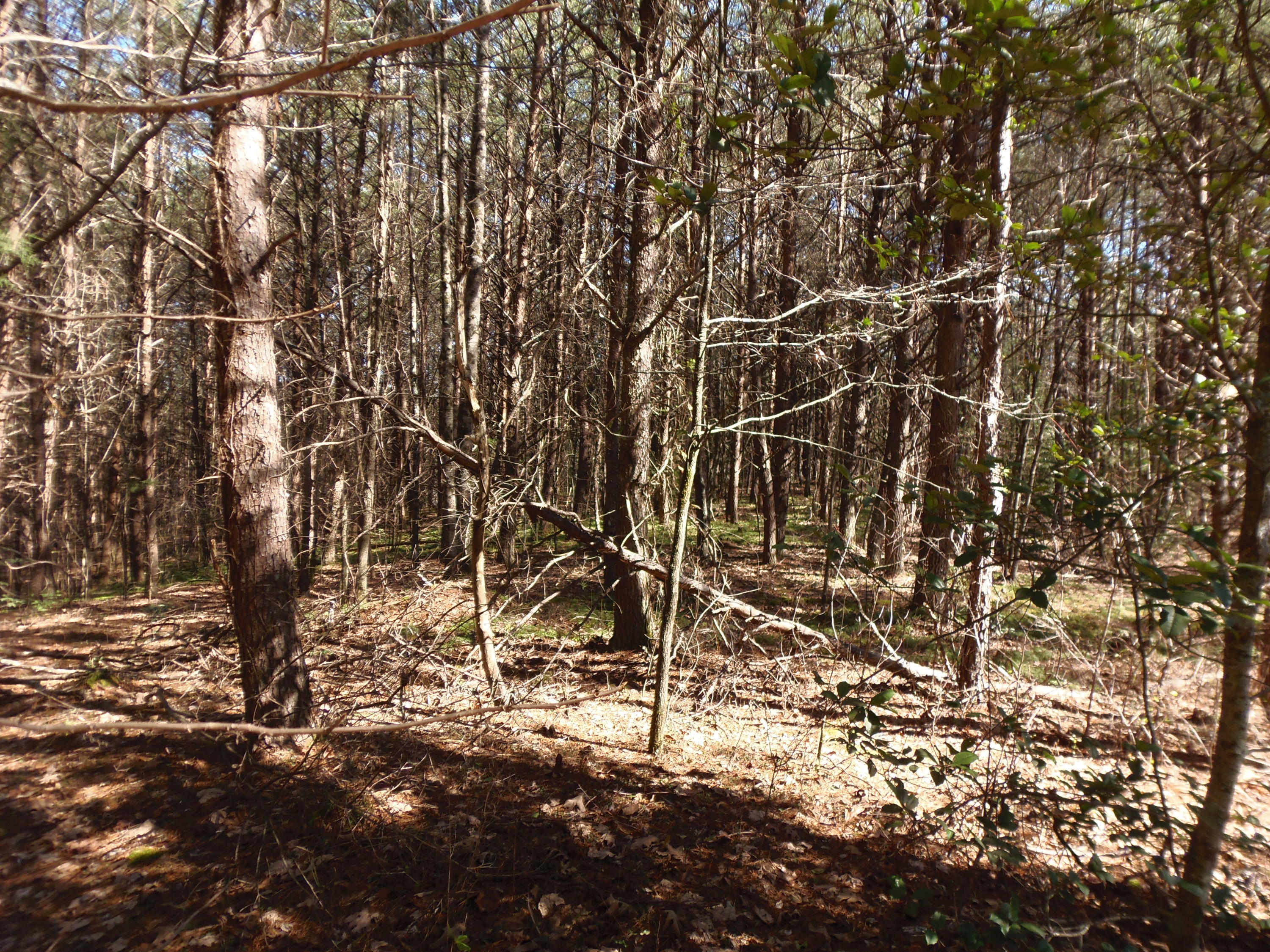 Reliance Road Tellico Plains, TN 37385 - Photo 21 of 22 P3030346