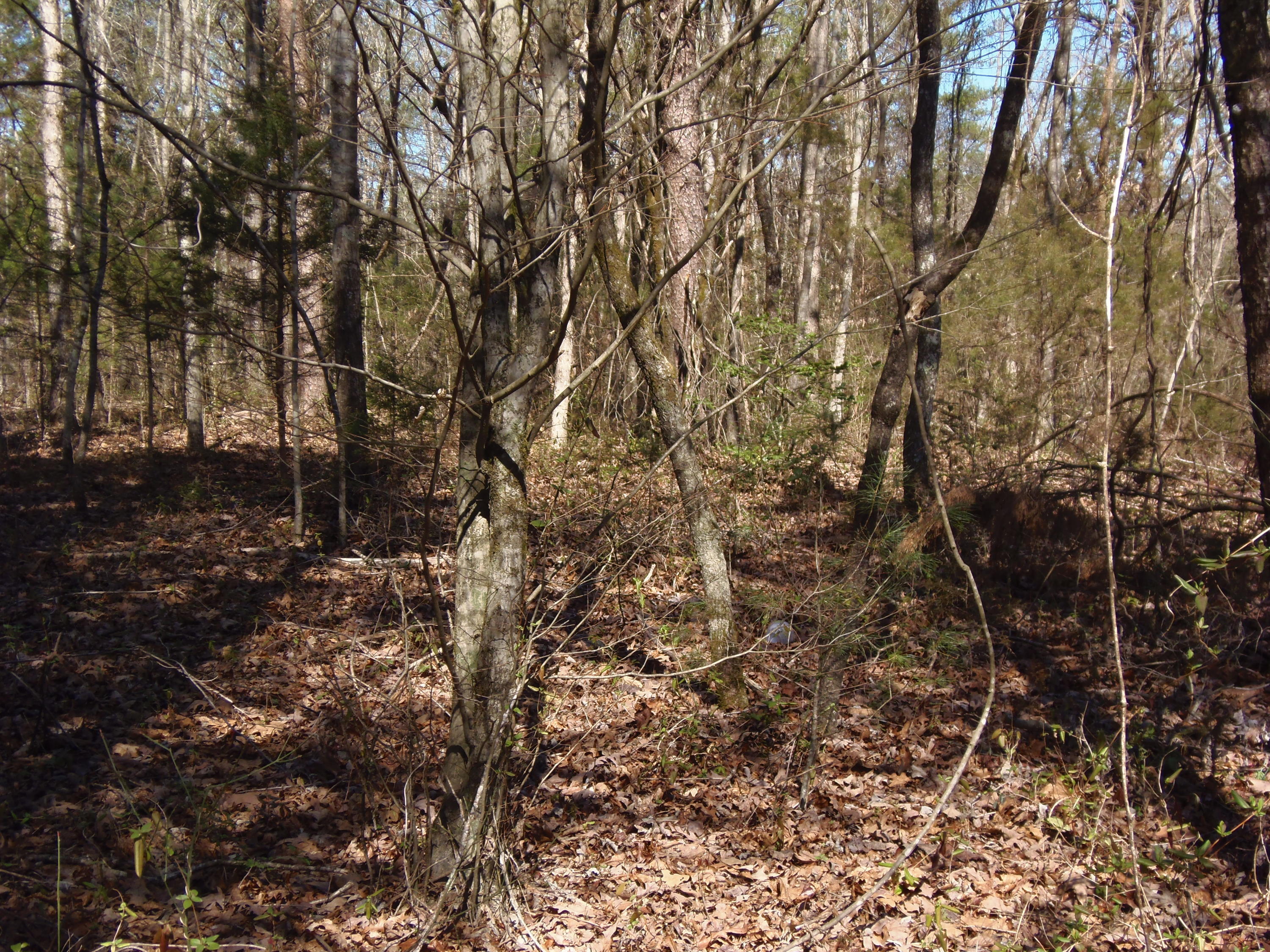 Reliance Road Tellico Plains, TN 37385 - Photo 4 of 22 P3030325