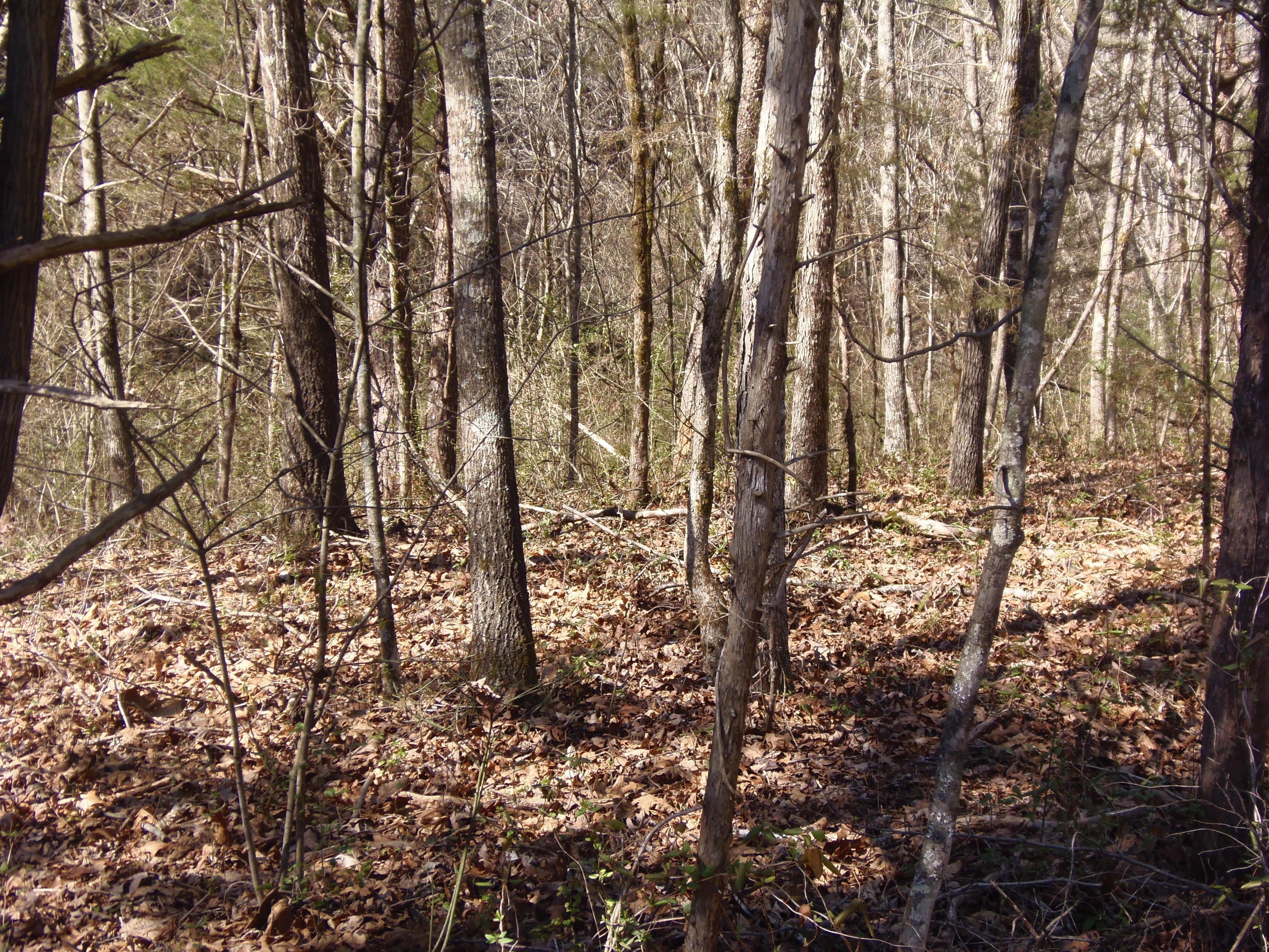 Reliance Road Tellico Plains, TN 37385 - Photo 5 of 22 P3030326