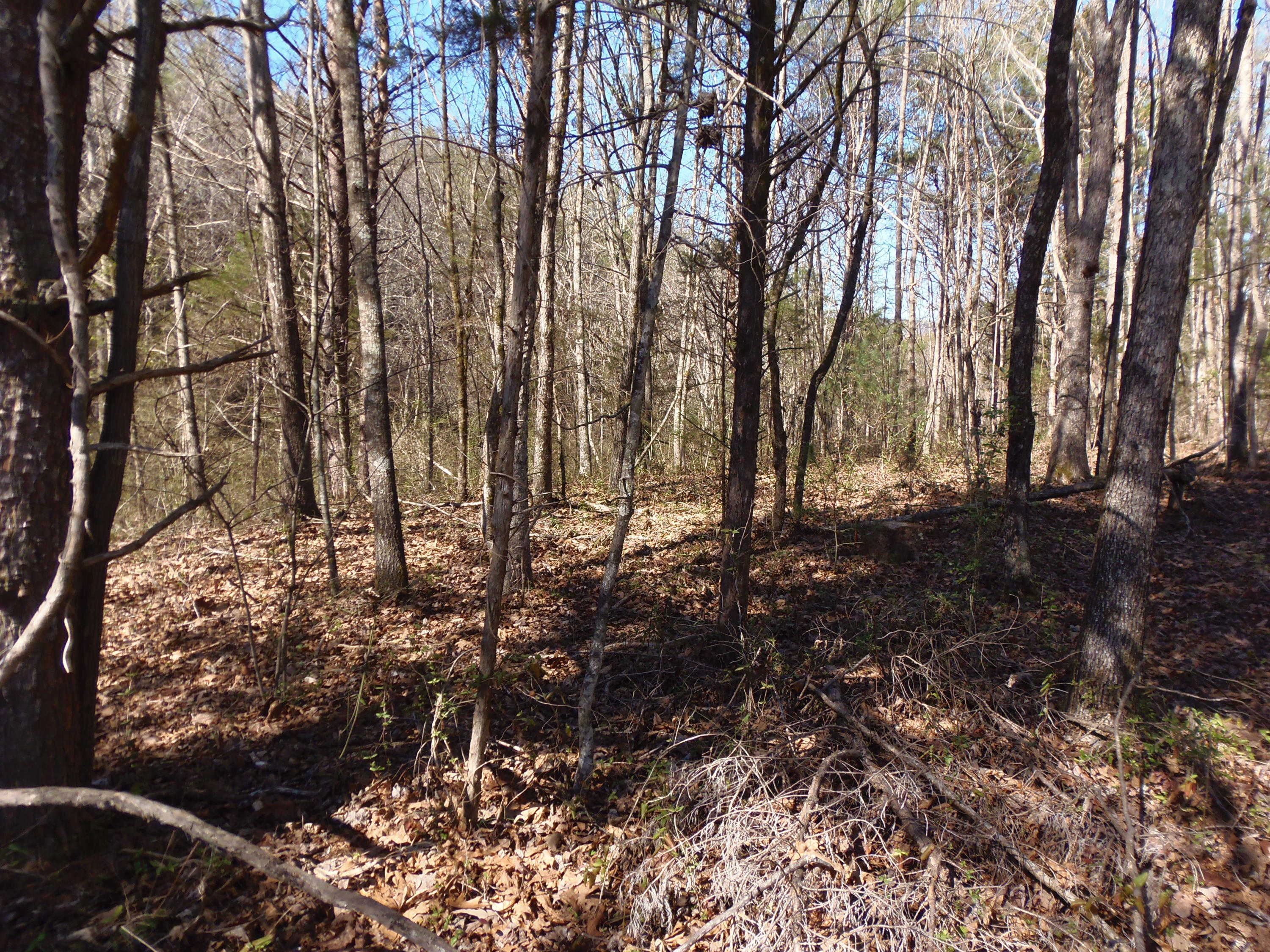Reliance Road Tellico Plains, TN 37385 - Photo 6 of 22 P3030327