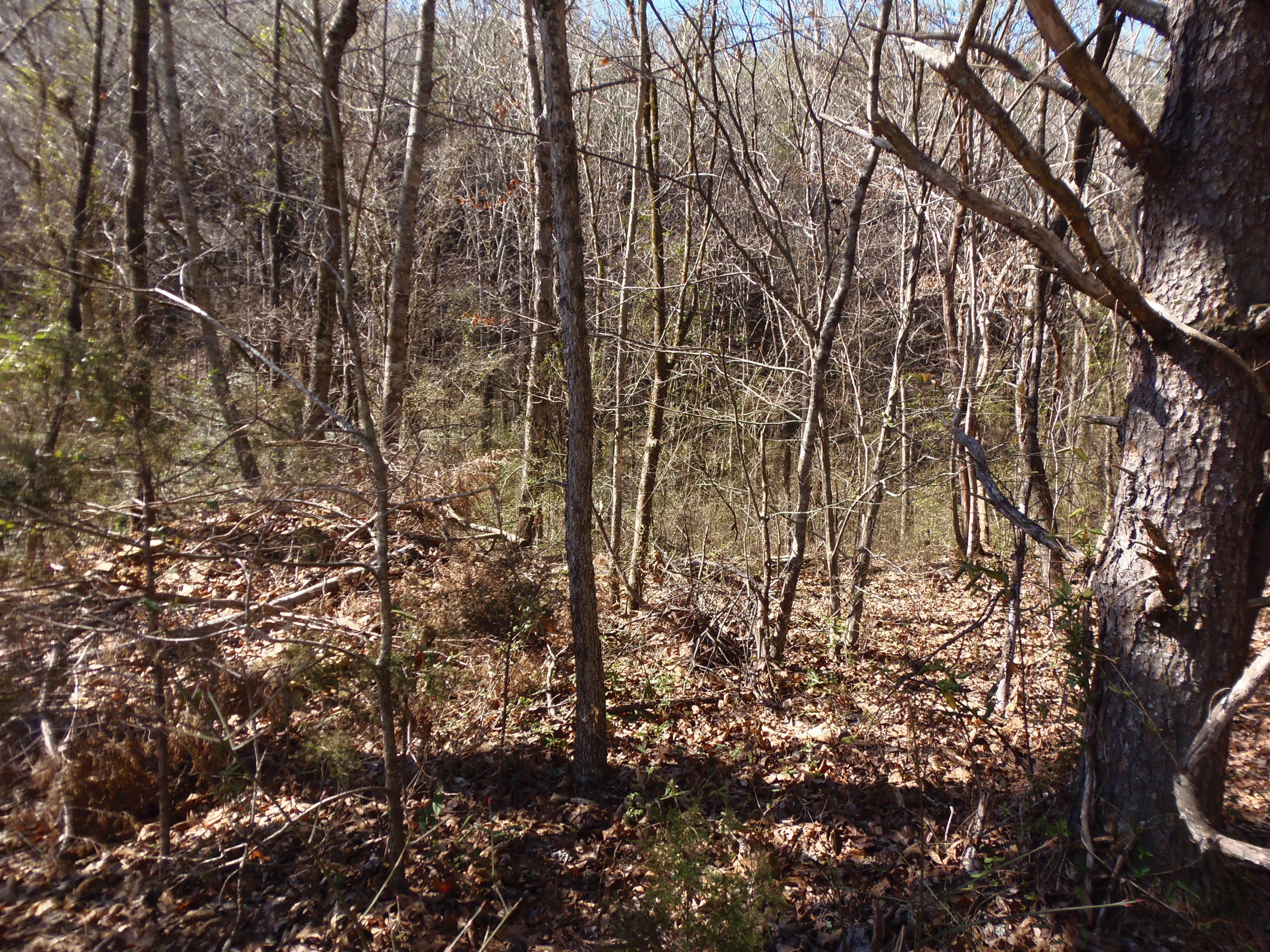 Reliance Road Tellico Plains, TN 37385 - Photo 7 of 22 P3030328