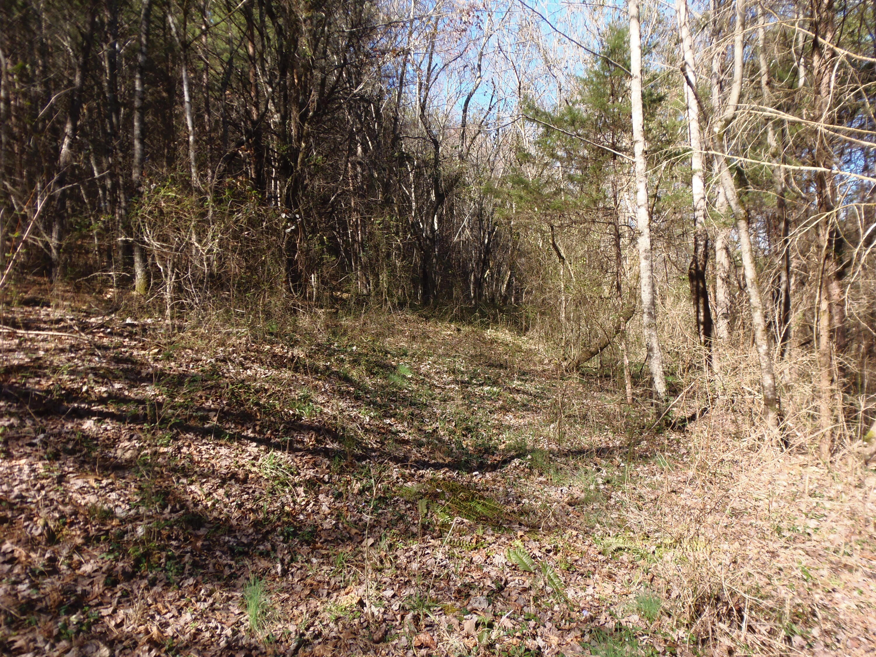 Reliance Road Tellico Plains, TN 37385 - Photo 8 of 22 P3030330