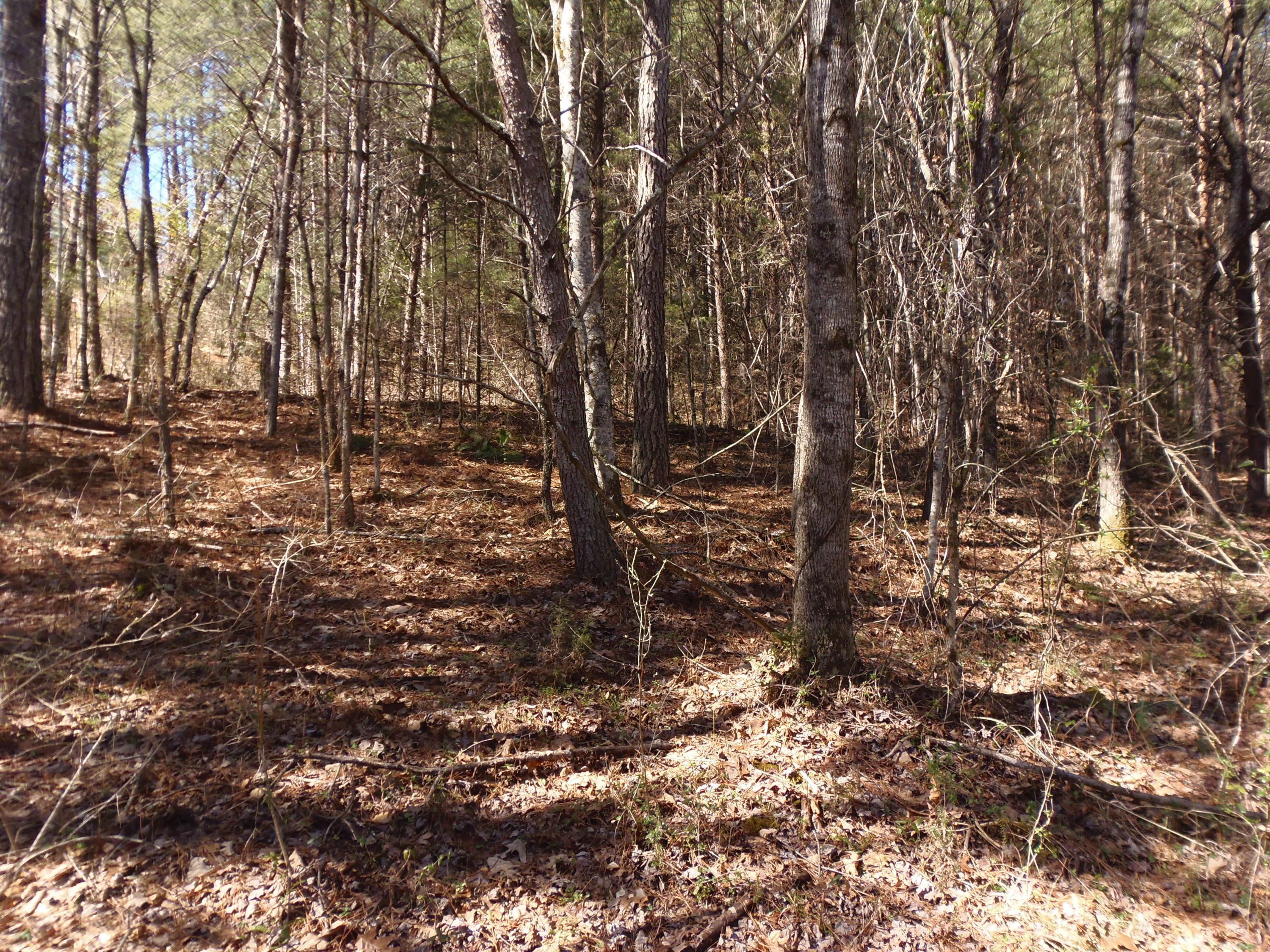 Reliance Road Tellico Plains, TN 37385 - Photo 9 of 22 P3030331
