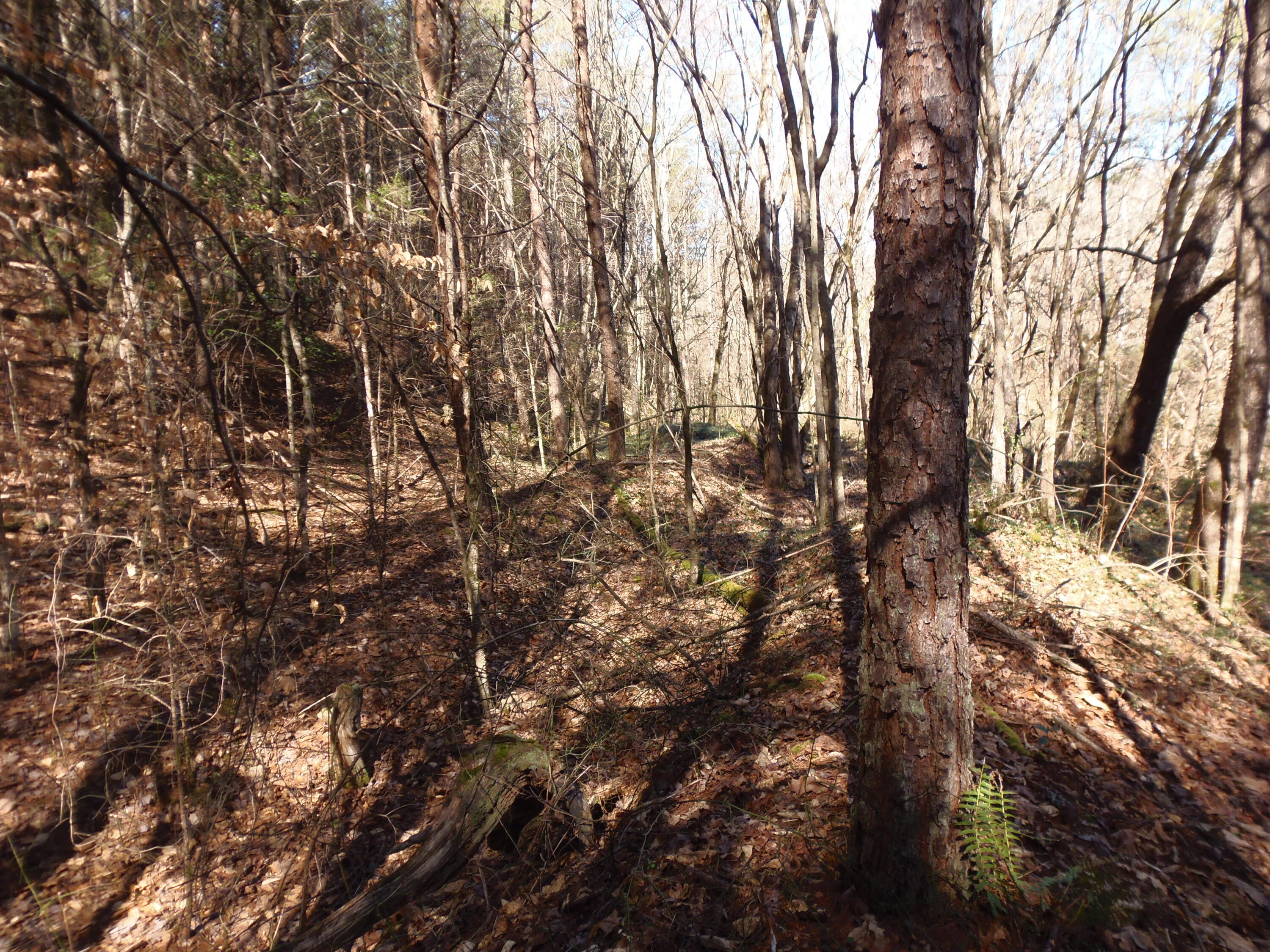 Reliance Road Tellico Plains, TN 37385 - Photo 10 of 22 P3030332