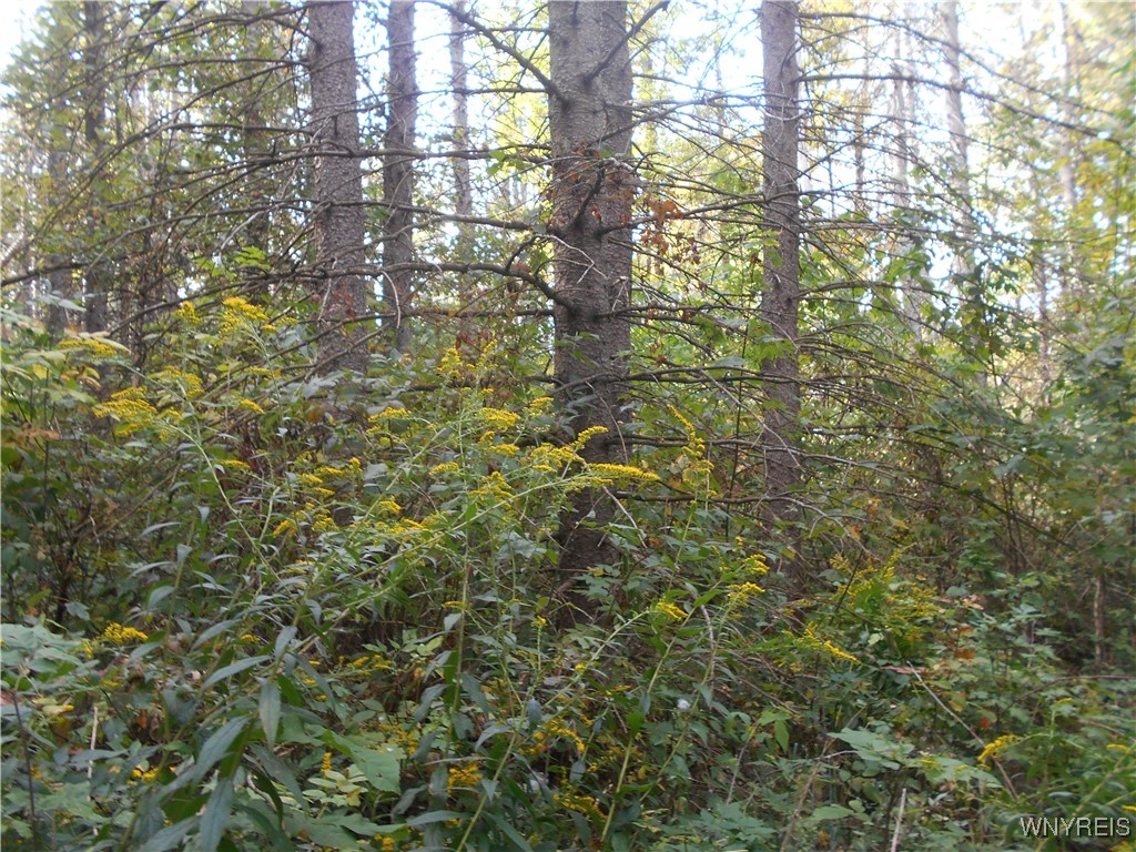 Irish Hill Road Ellicottville, NY 14731 - Photo 29 of 35