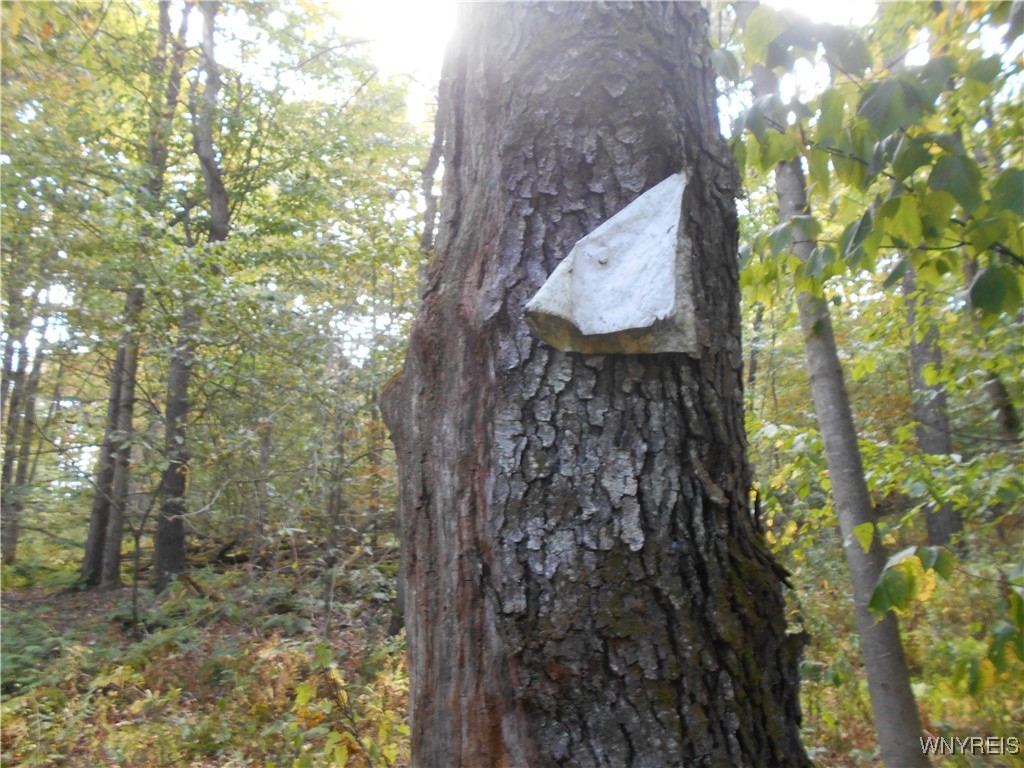 Irish Hill Road Ellicottville, NY 14731 - Photo 5 of 35