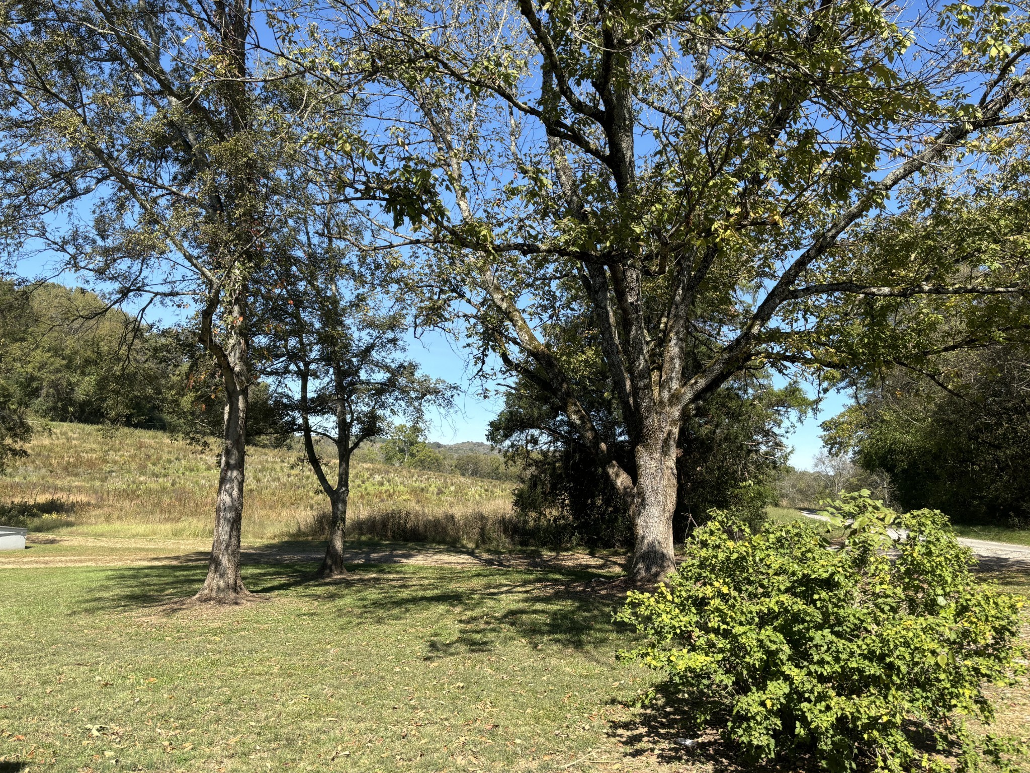 1893 Briar Patch Road Prospect, TN 38477 - Photo 30 of 43 a view of a tree with a yard