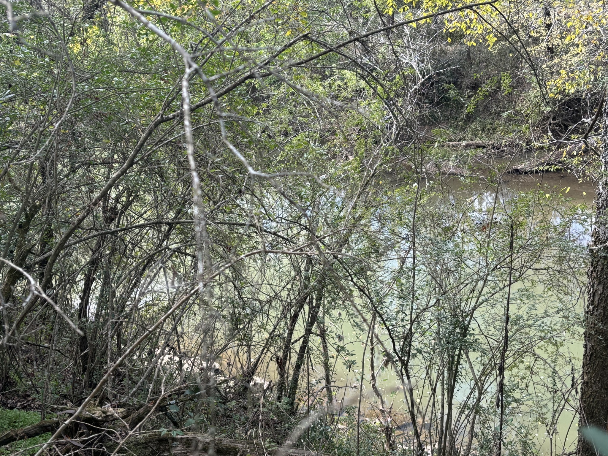 1893 Briar Patch Road Prospect, TN 38477 - Photo 39 of 43 a view of a yard with a tree