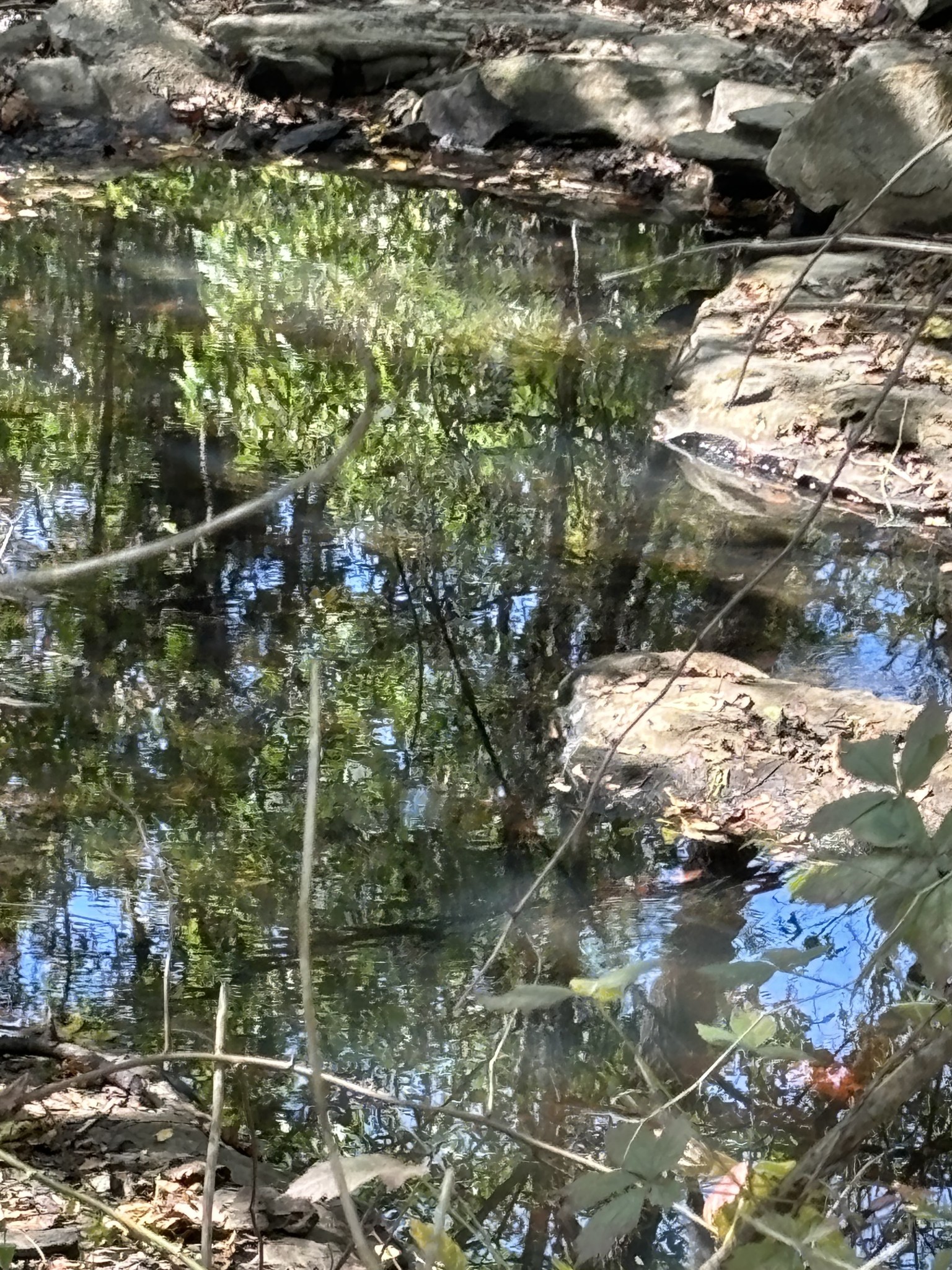 1893 Briar Patch Road Prospect, TN 38477 - Photo 41 of 43 a view of lake