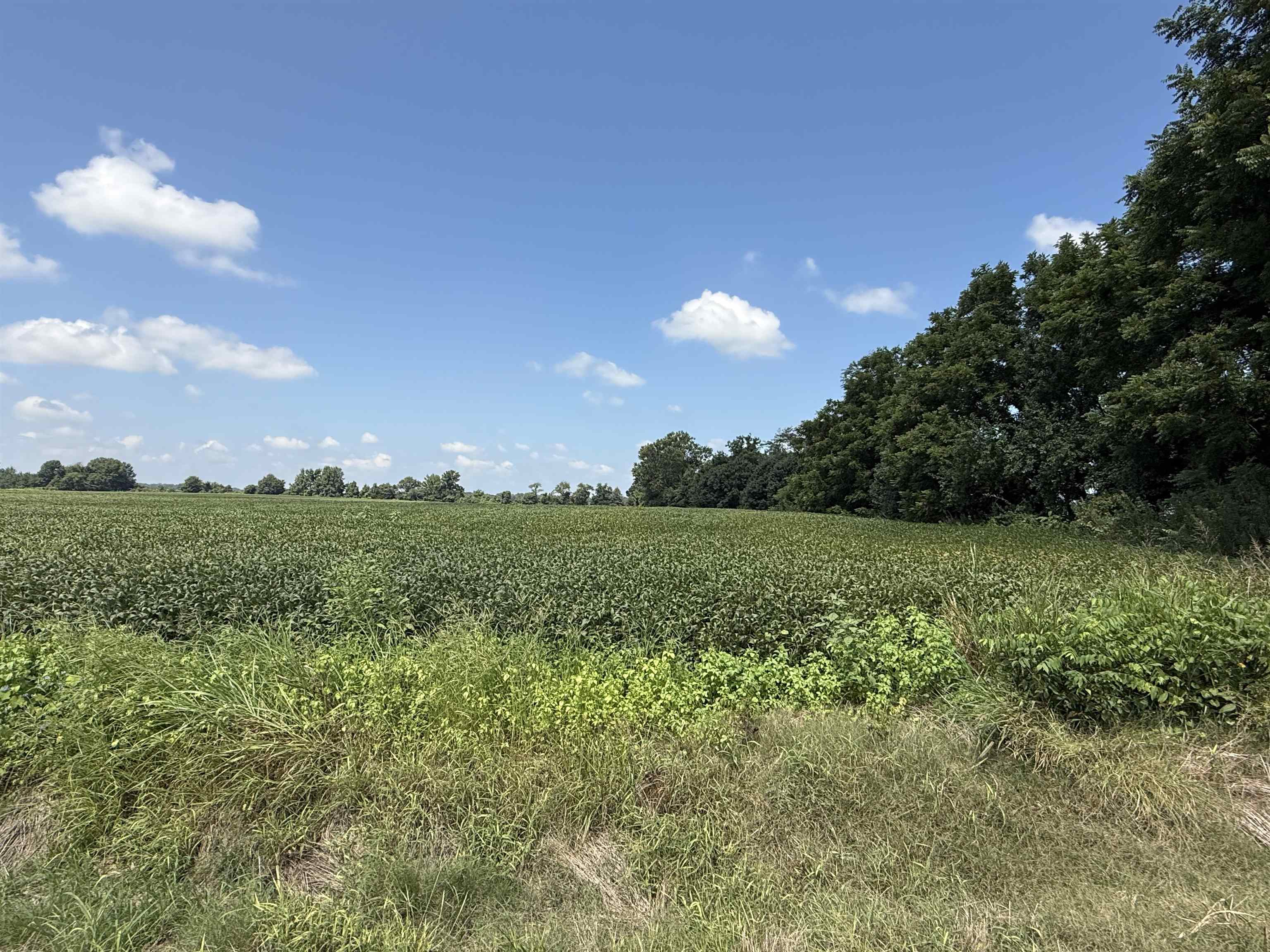 1 Karcher Road Somerville, TN 38068 - Photo 6 of 15 a view of a green field