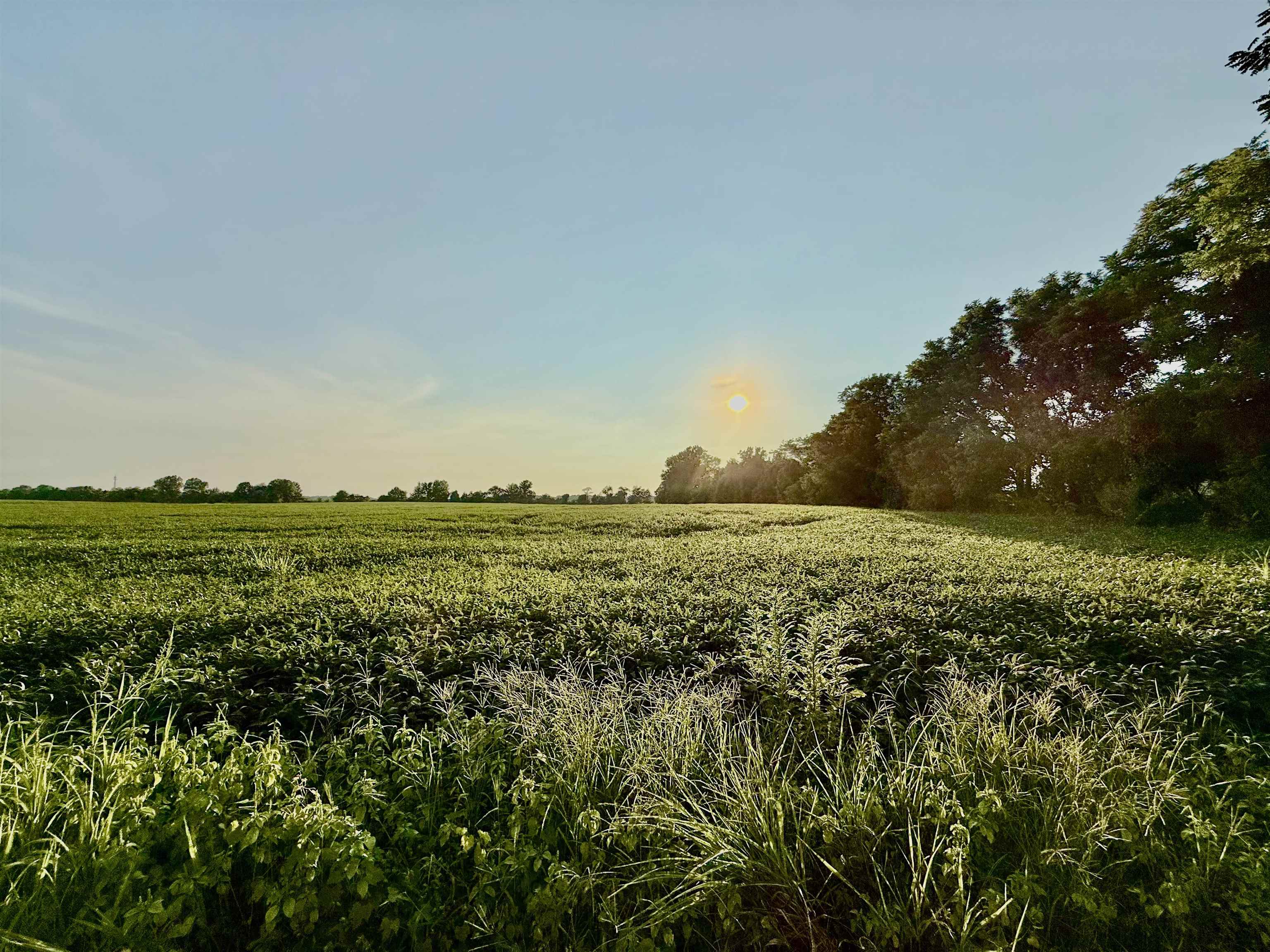 1 Karcher Road Somerville, TN 38068 - Photo 9 of 15 a view of a field with an ocean