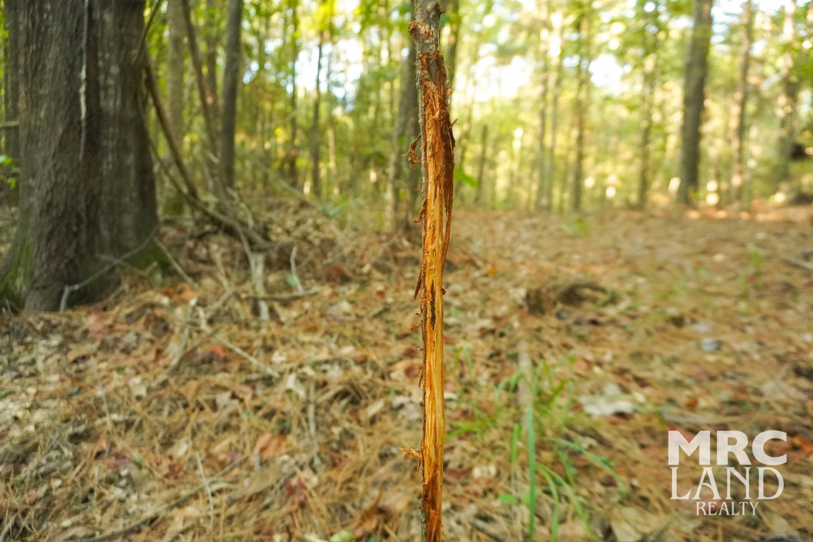 0 Crocker Road Milam, TX 75959 - Photo 23 of 27