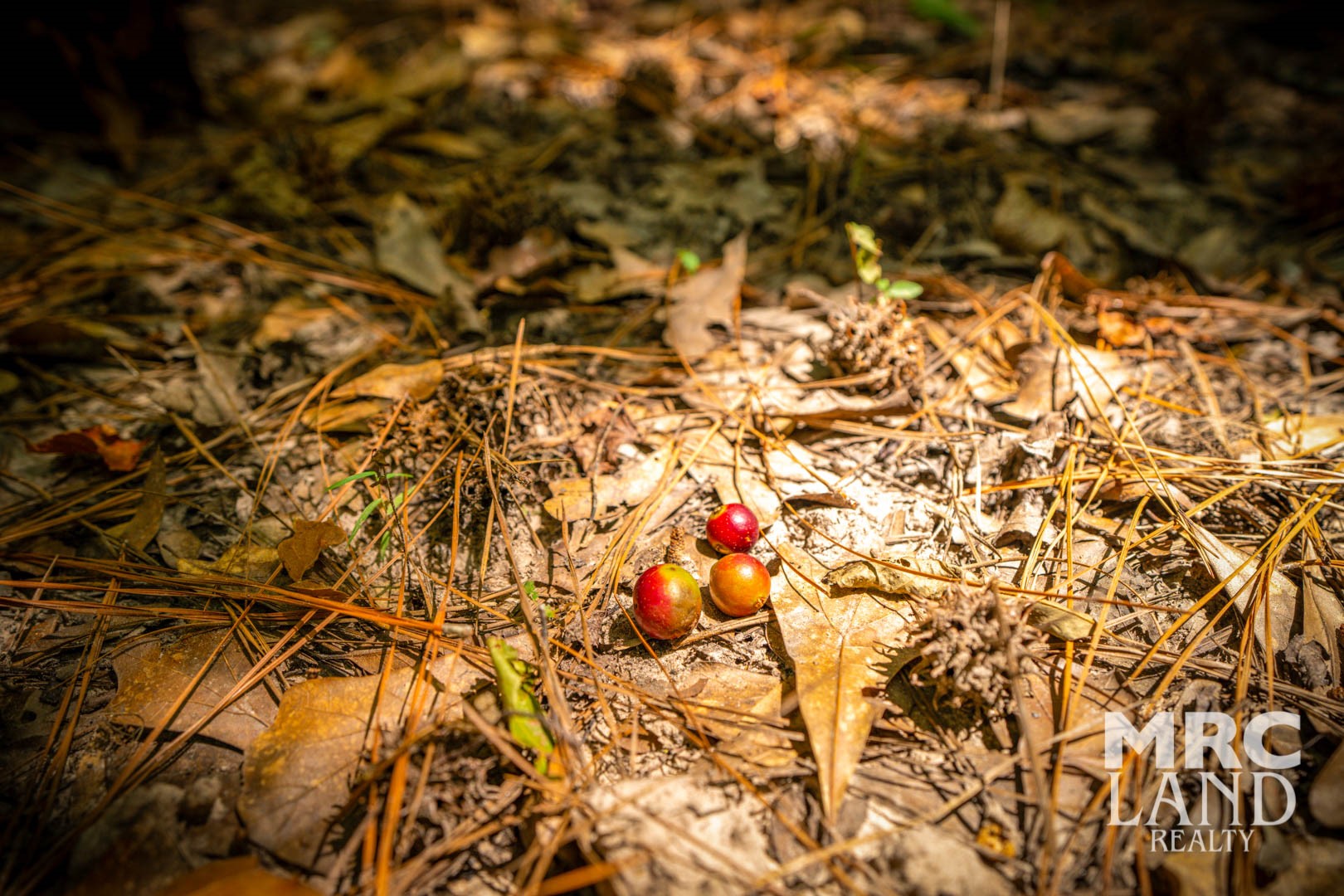 0 Crocker Road Milam, TX 75959 - Photo 6 of 27