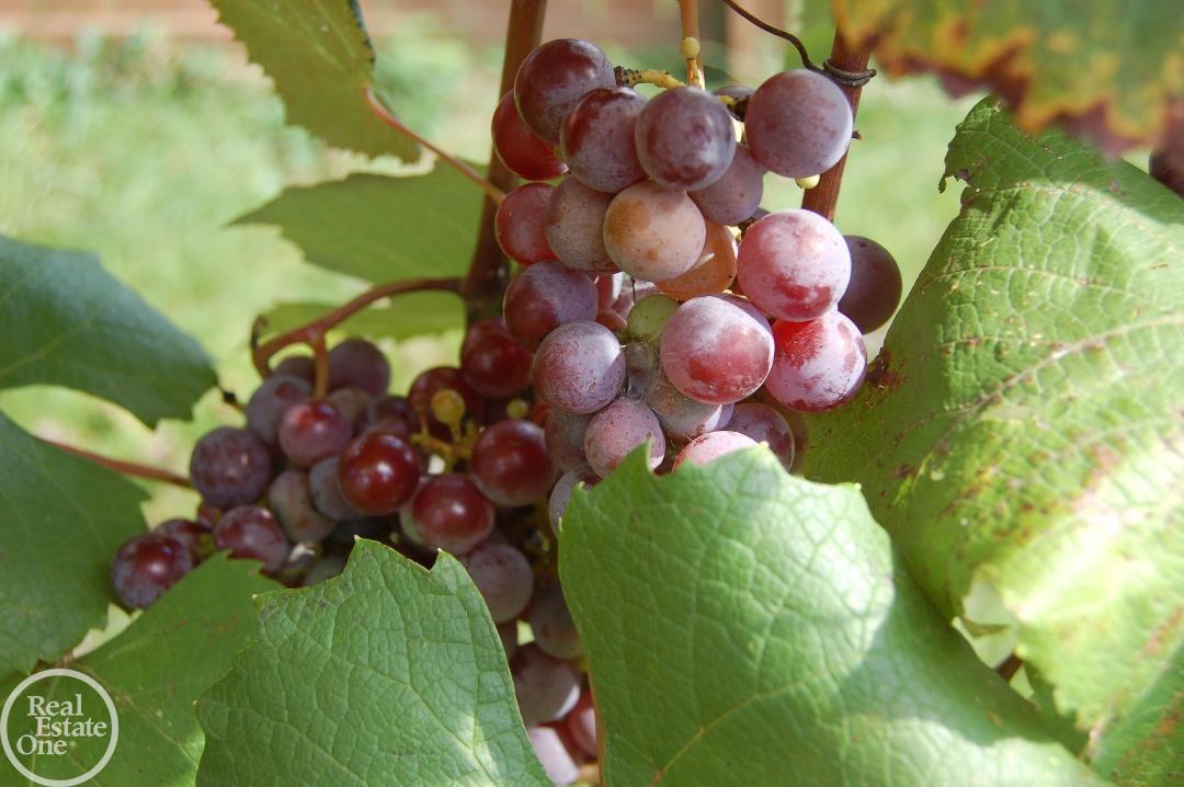 3580 Howland Road Almont, MI 48003 - Photo 31 of 38 Fruit trees, Cherries, berries, peaches, plums, apples and grapes.