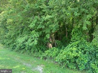 Lot #1 Springfield Road, Unit 1 Georgetown, DE 19947 - Photo 3 of 4 Fully wooded lot for privacy