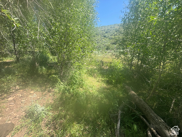10 Stauffer Canyon Road Montpelier, ID 83254 - Photo 19 of 50 View of woods