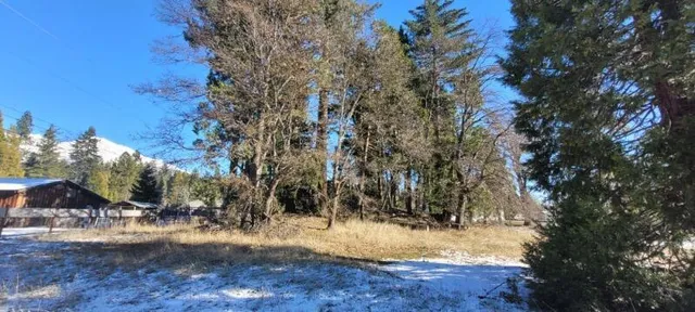 a view of a yard with large trees