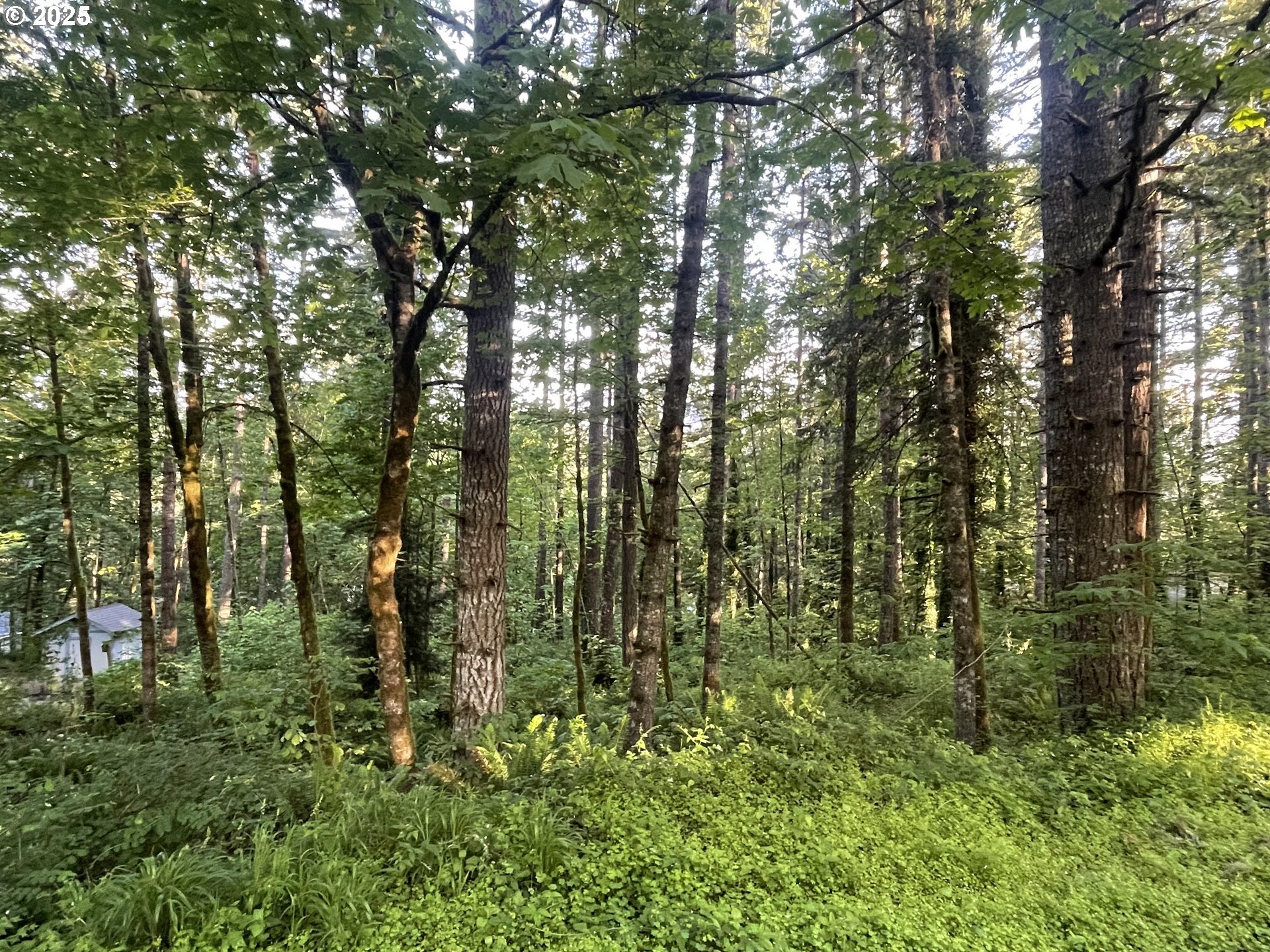 Bridge Springfield, OR 97478 - Photo 15 of 27