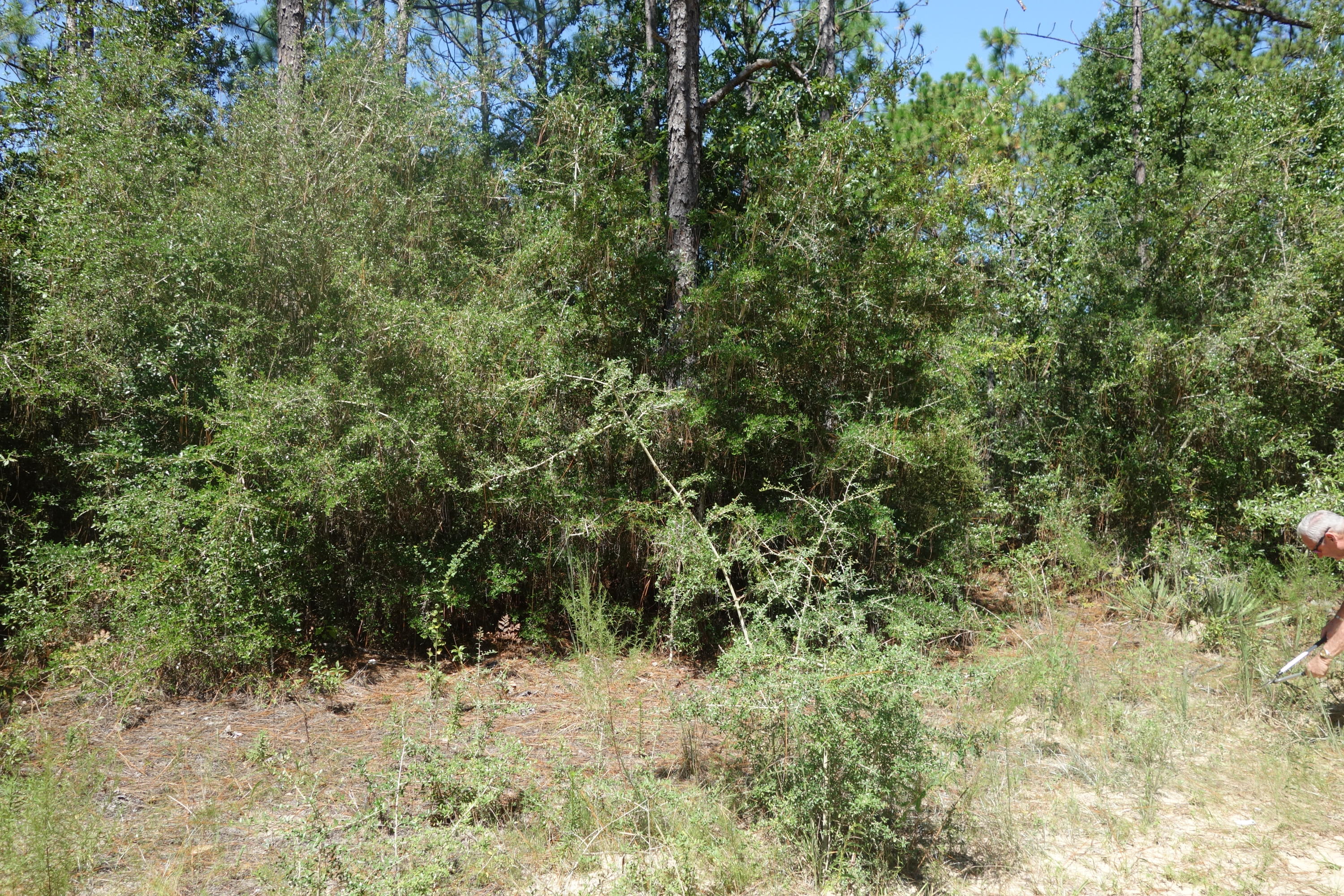 Lot 2 Rene Road DeFuniak Springs, FL 32433 - Photo 2 of 7 Gallery Image 2