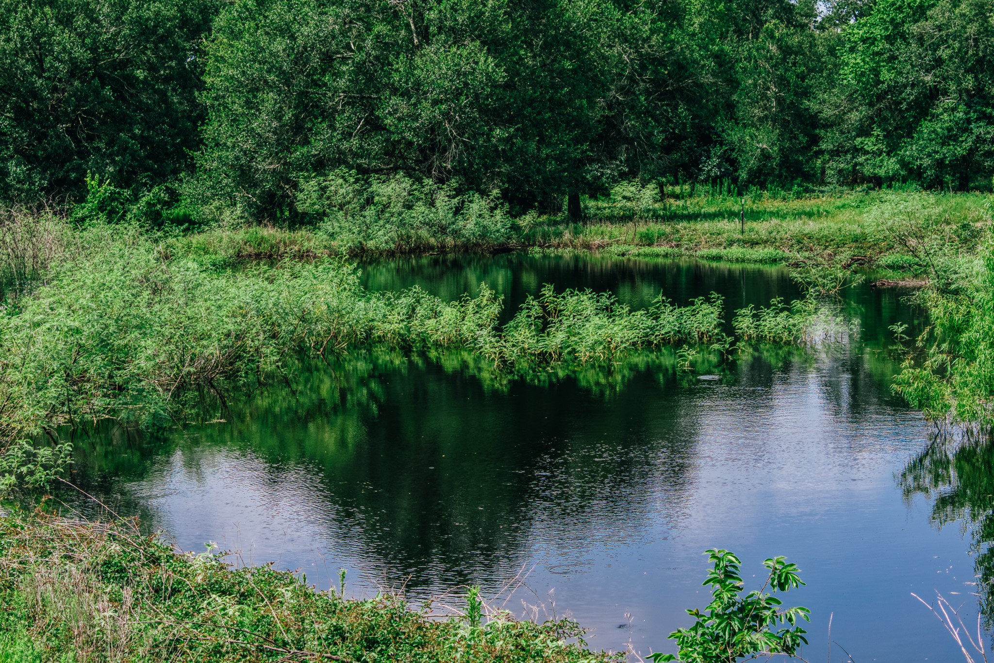 38261 Fm 1736 Road Hempstead, TX 77445 - Photo 39 of 43 Pond for wildlife and stock