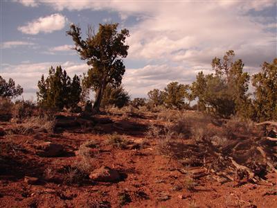 0 South Rim Ranch Williams, AZ 86046 - Photo 1 of 4 Primary Photo