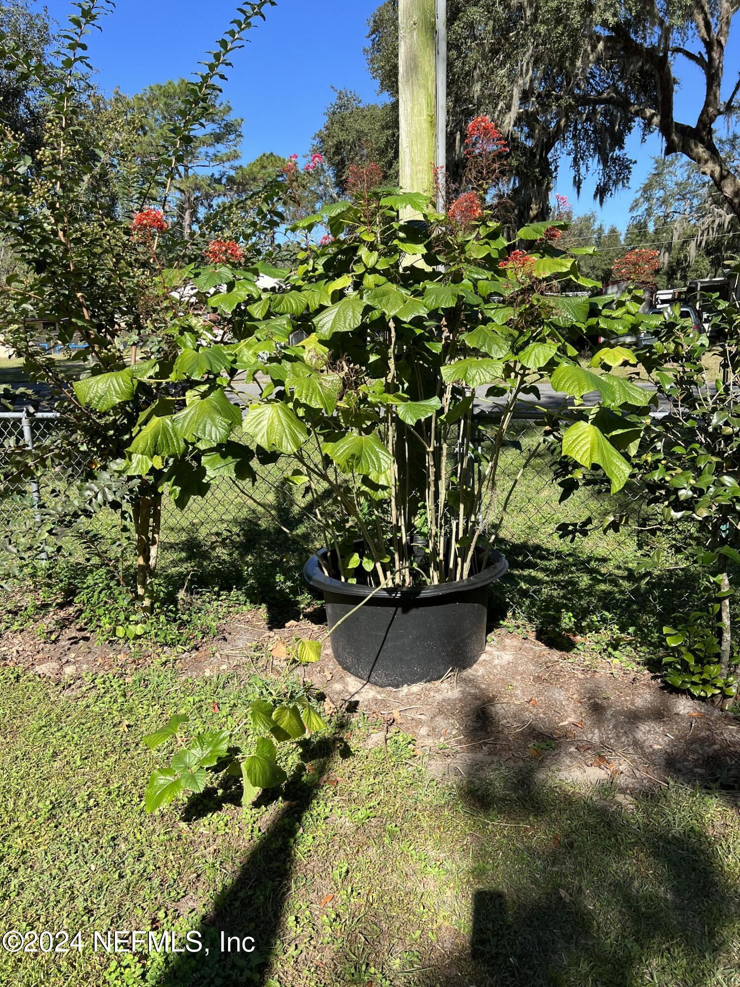 113 Velvet Street Interlachen, FL 32148 - Photo 52 of 54 IMG_2494