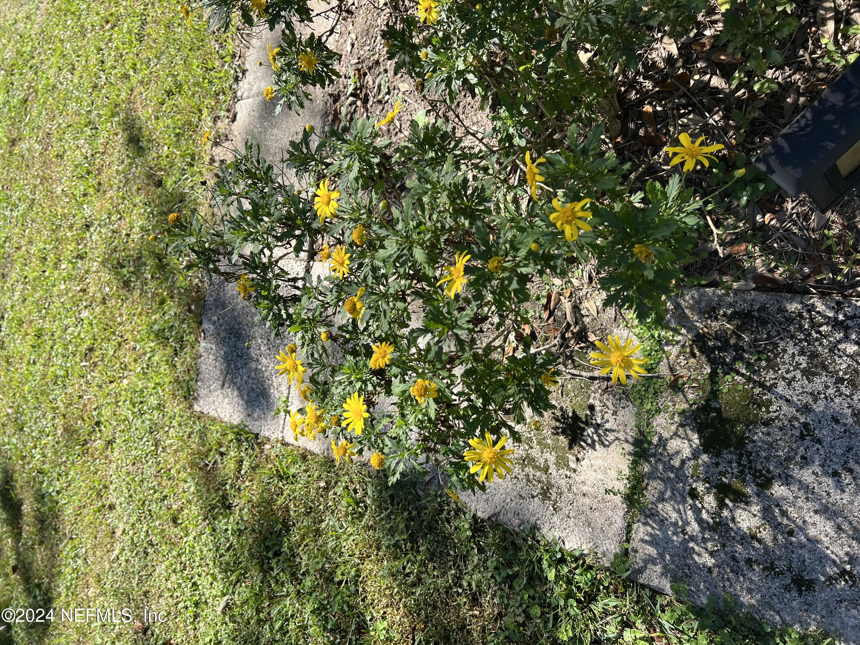 113 Velvet Street Interlachen, FL 32148 - Photo 53 of 54 IMG_2493