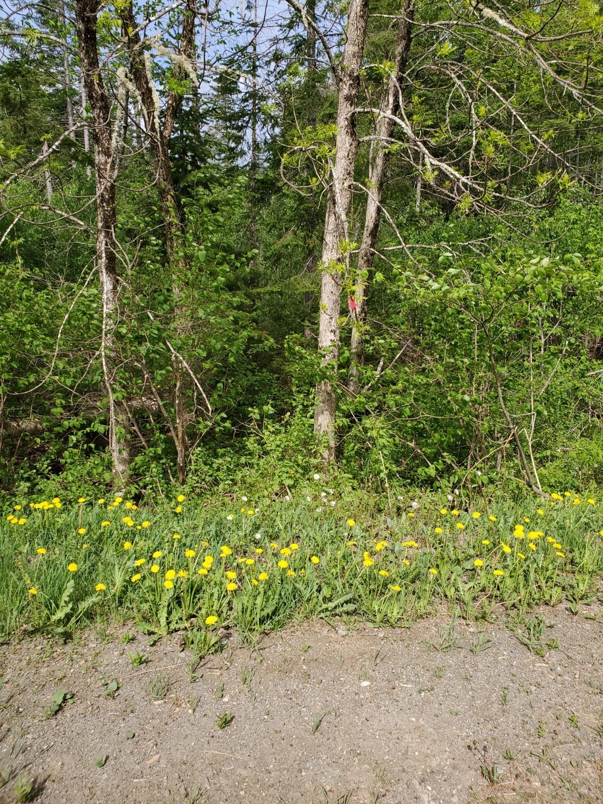 Lot N Lot N Haney Road Orient, ME 04471 - Photo 5 of 6 20200530_092334