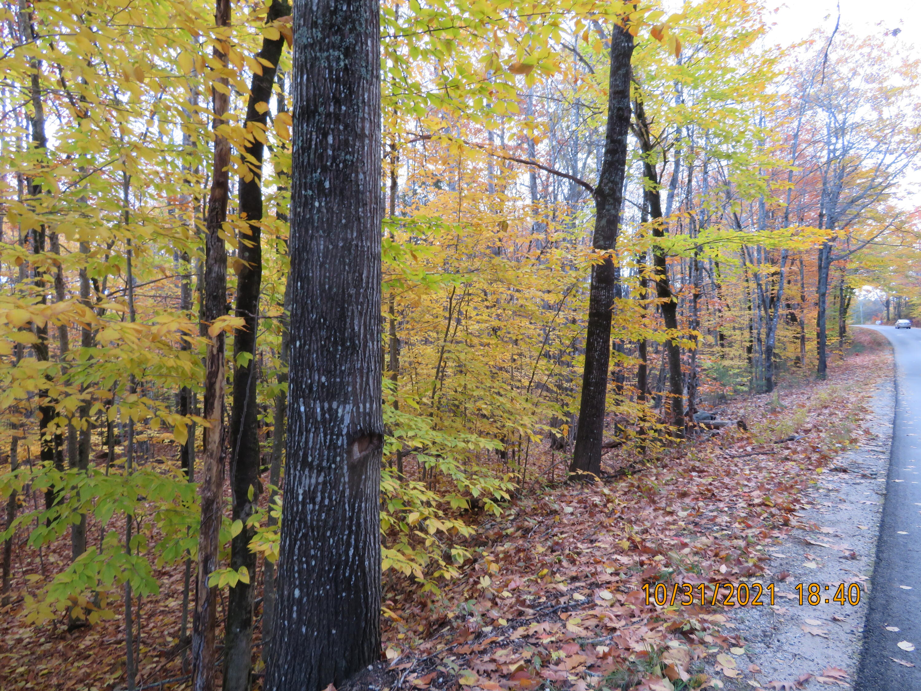 0 Maple Ridge Road Harrison, ME 04040 - Photo 4 of 4 IMG_2271