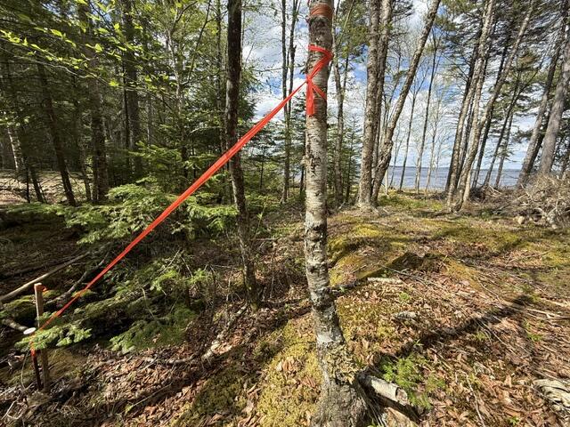 Lot12-part Indian Trail Road East Machias, ME 04630 - Photo 16 of 34 IMG_9886