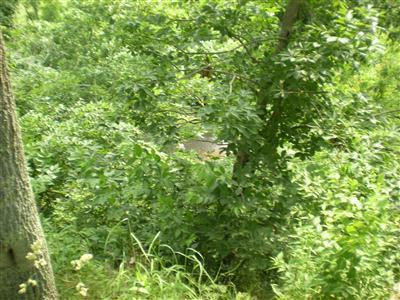 1717 Ballard Road Paint Lick, KY 40461 - Photo 36 of 49 Photo 36
