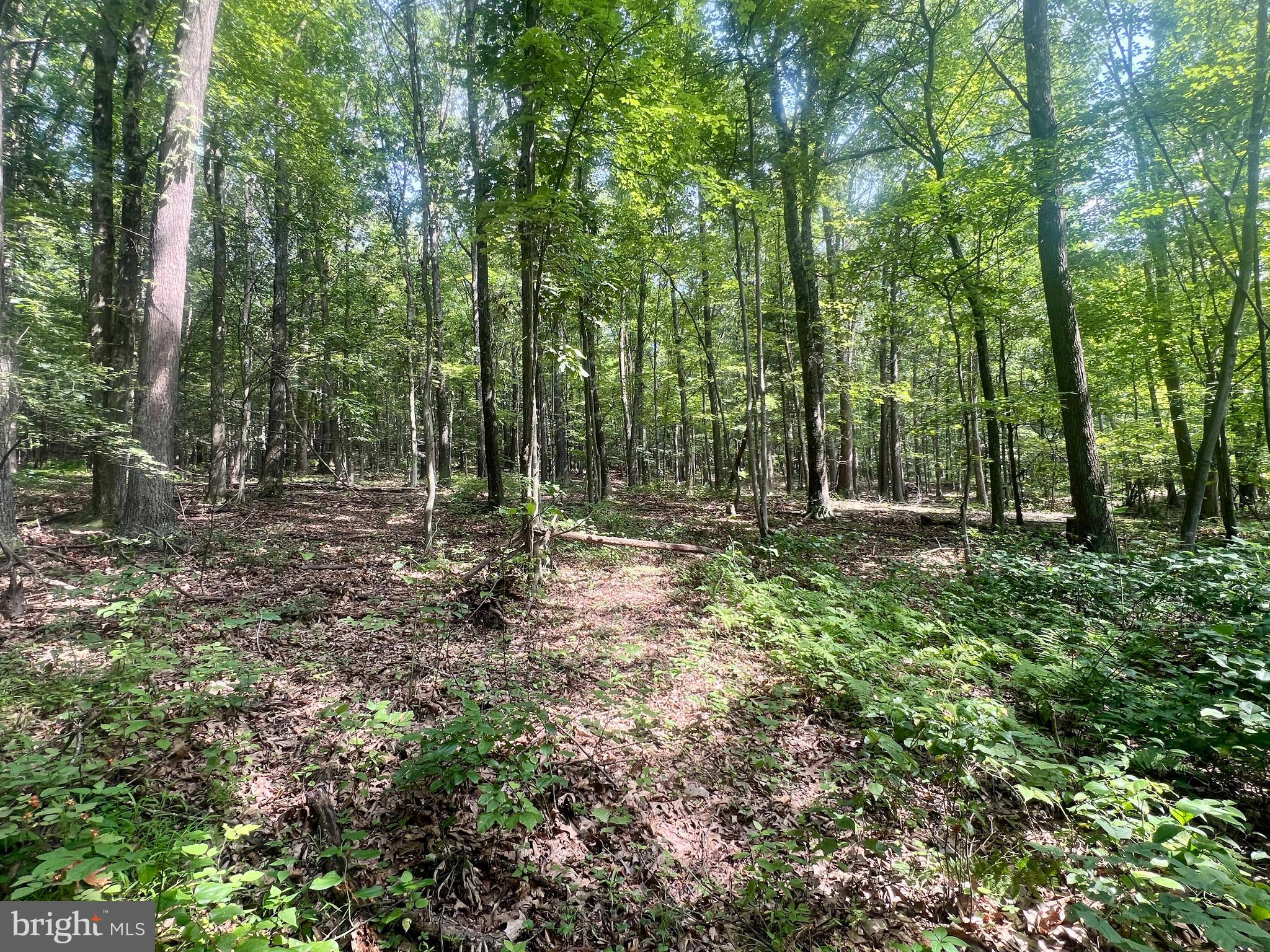 0 Brumbaugh Cemetary Road Saxton, PA 16678 - Photo 5 of 13 a view of outdoor space with lots of green space