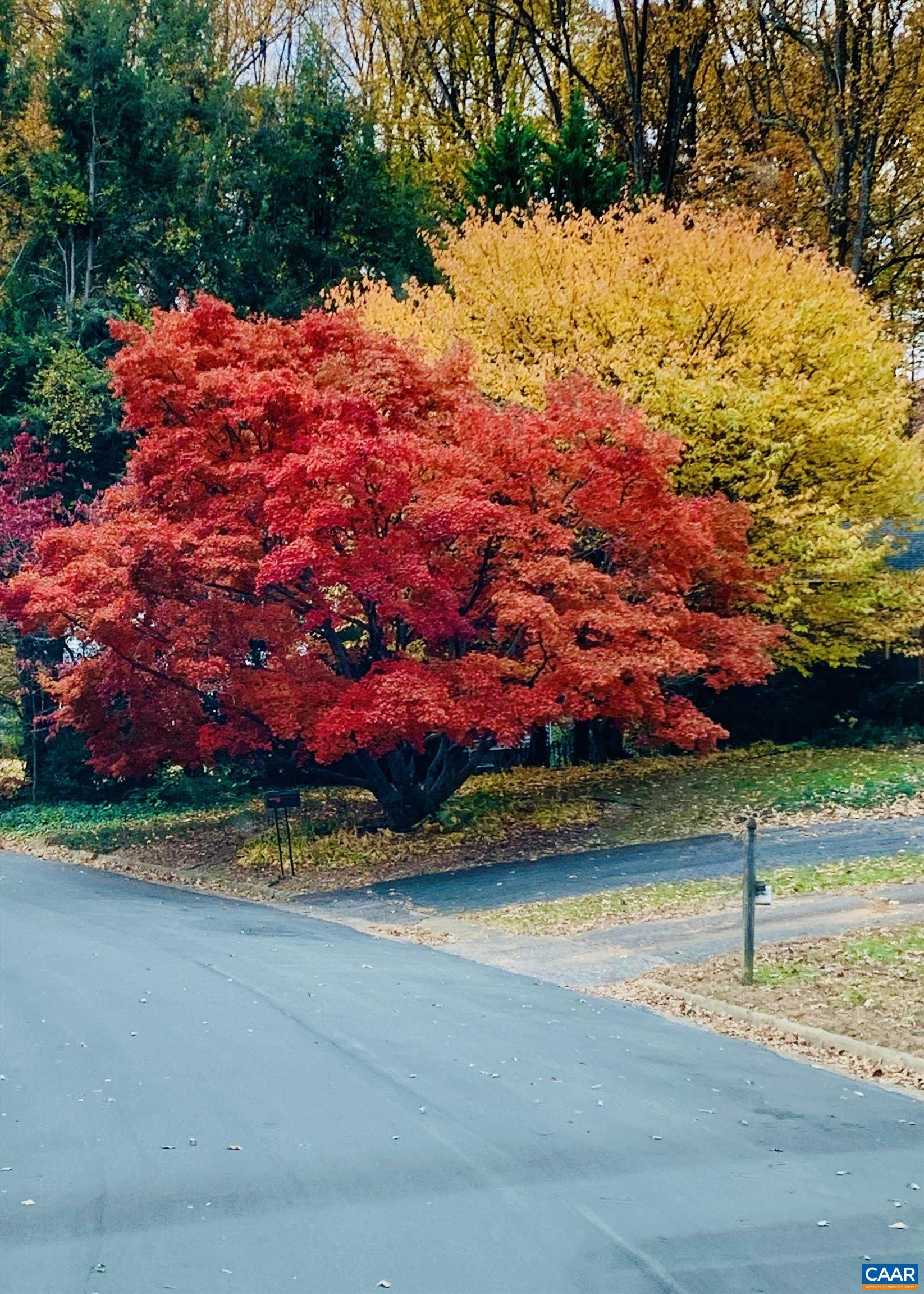 207 Surrey Road Charlottesville, VA 22901 - Photo 3 of 38 Beautiful in every season!