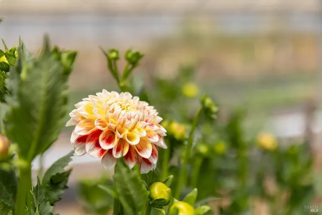 a view of a flower in a garden