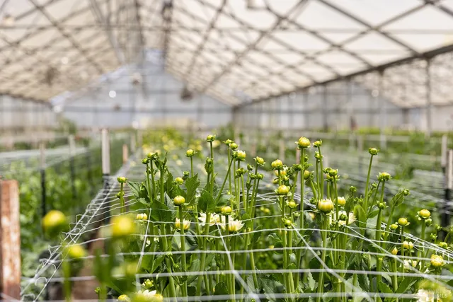 a view of a building with a lot of plants