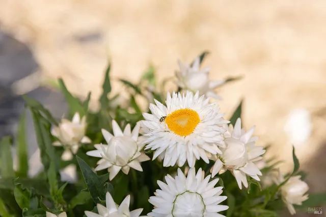 a view of a garden with plants