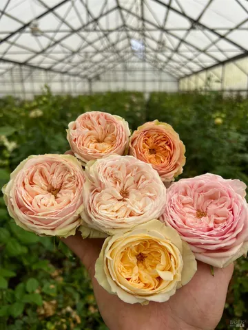 a view of a yard with wooden fence