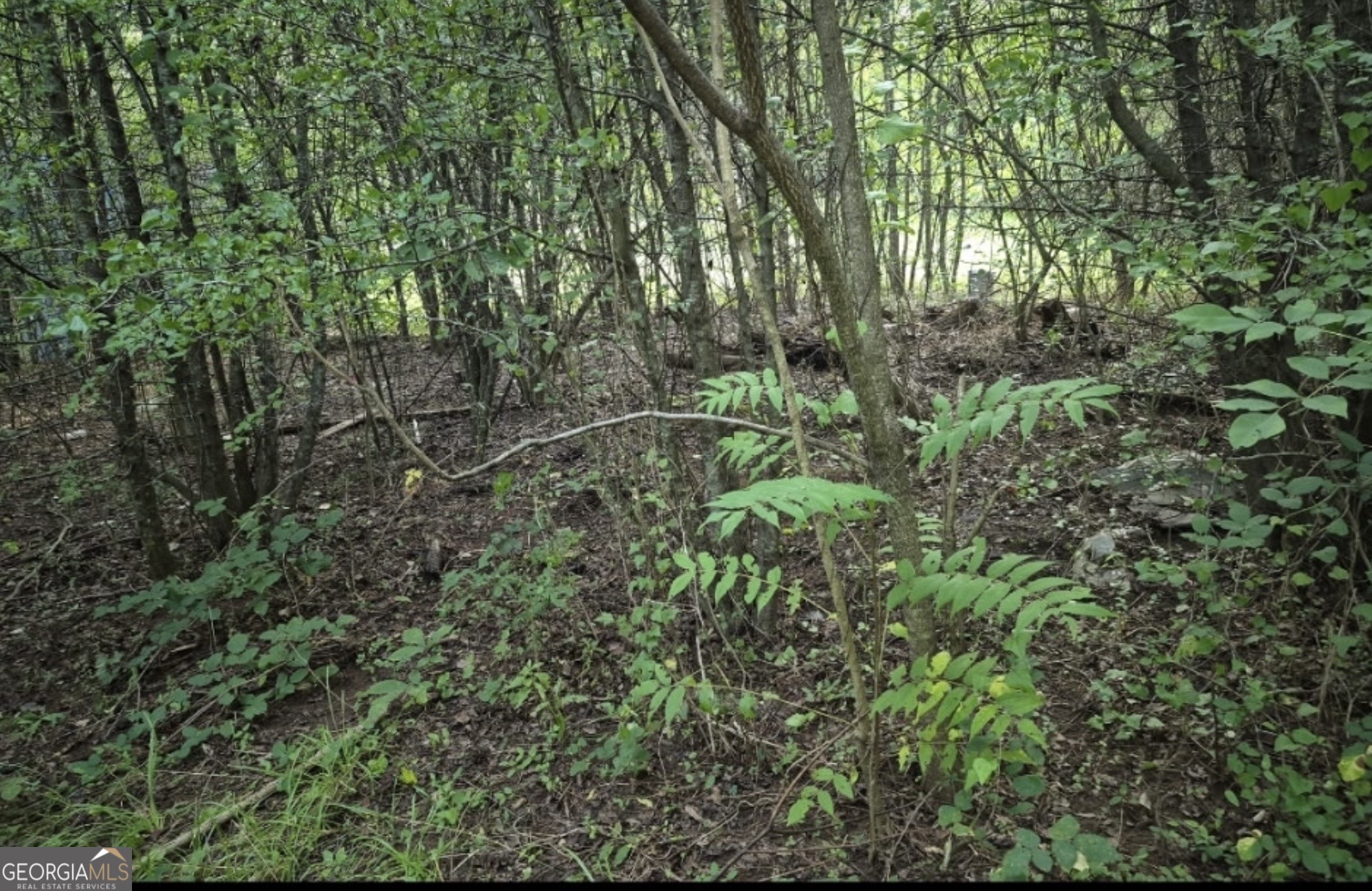 100-152 Winding Lane Locust Grove, GA 30248 - Photo 12 of 12 a view of a forest with a tree