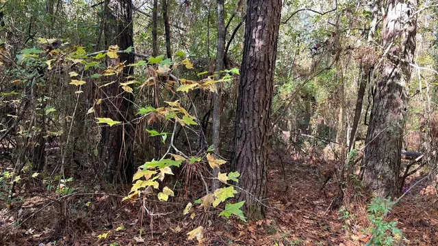 $671,160 | Tdb Delaware Avenue, McComb, MS 39648