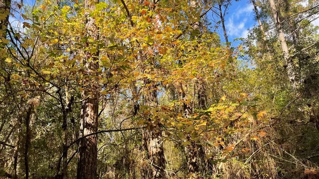 $671,160 | Tdb Delaware Avenue, McComb, MS 39648