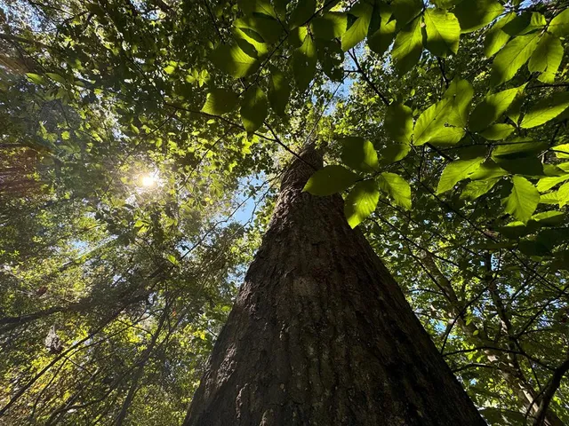 $671,160 | Tdb Delaware Avenue, McComb, MS 39648