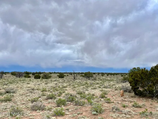 a view of a dry yard
